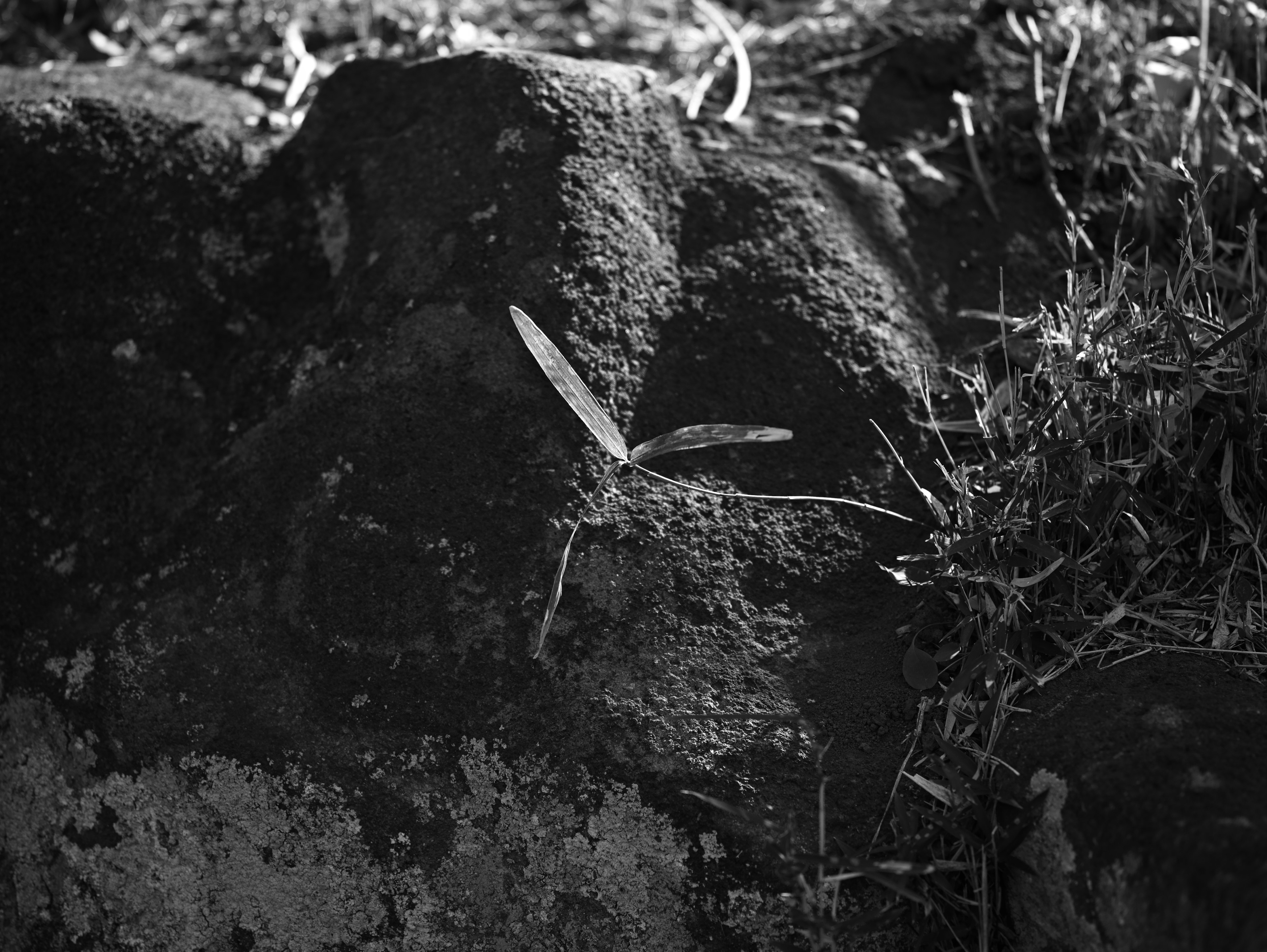 Image en noir et blanc montrant une feuille d'herbe poussant sur une roche