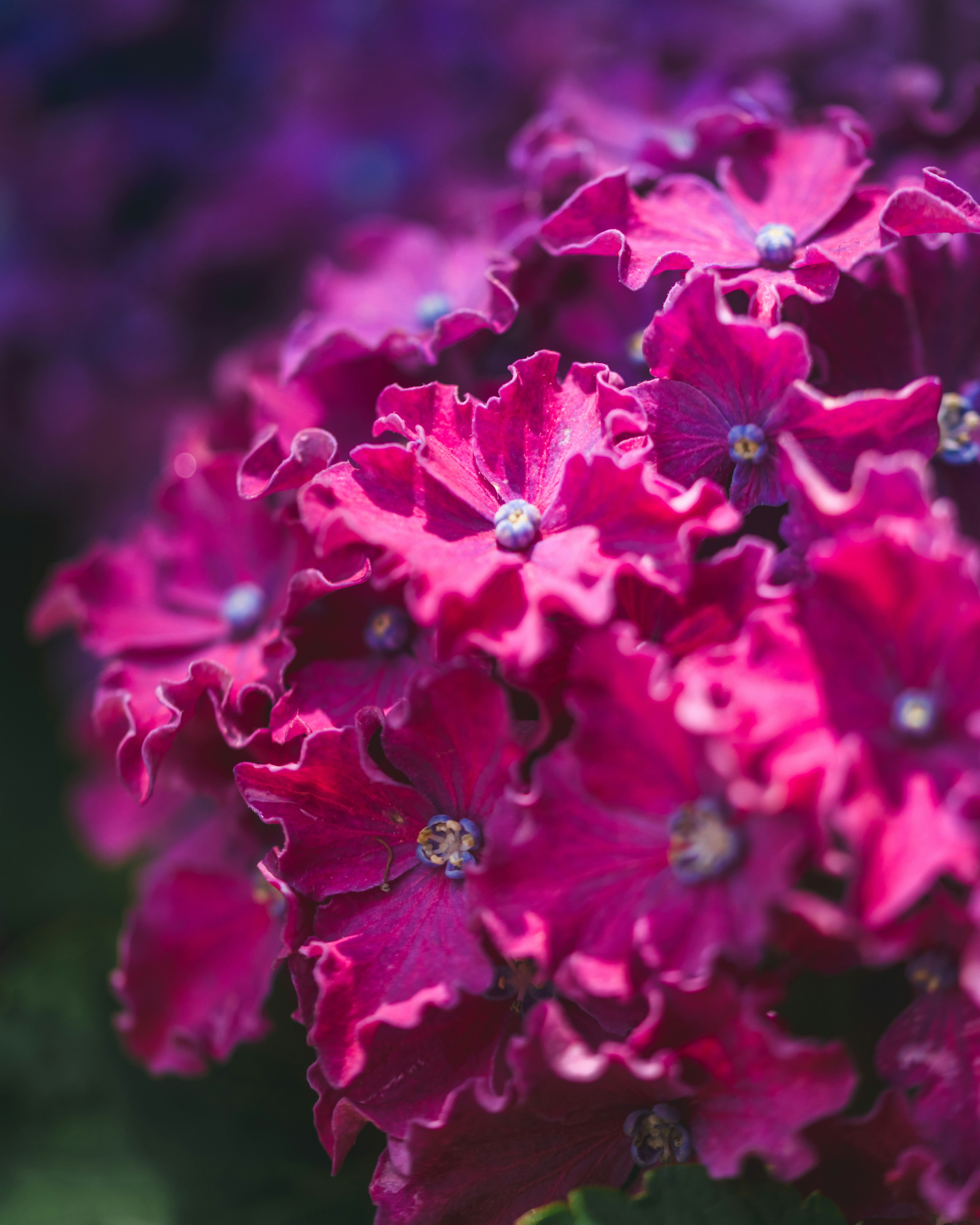 鮮やかな紫色の花が密集している様子