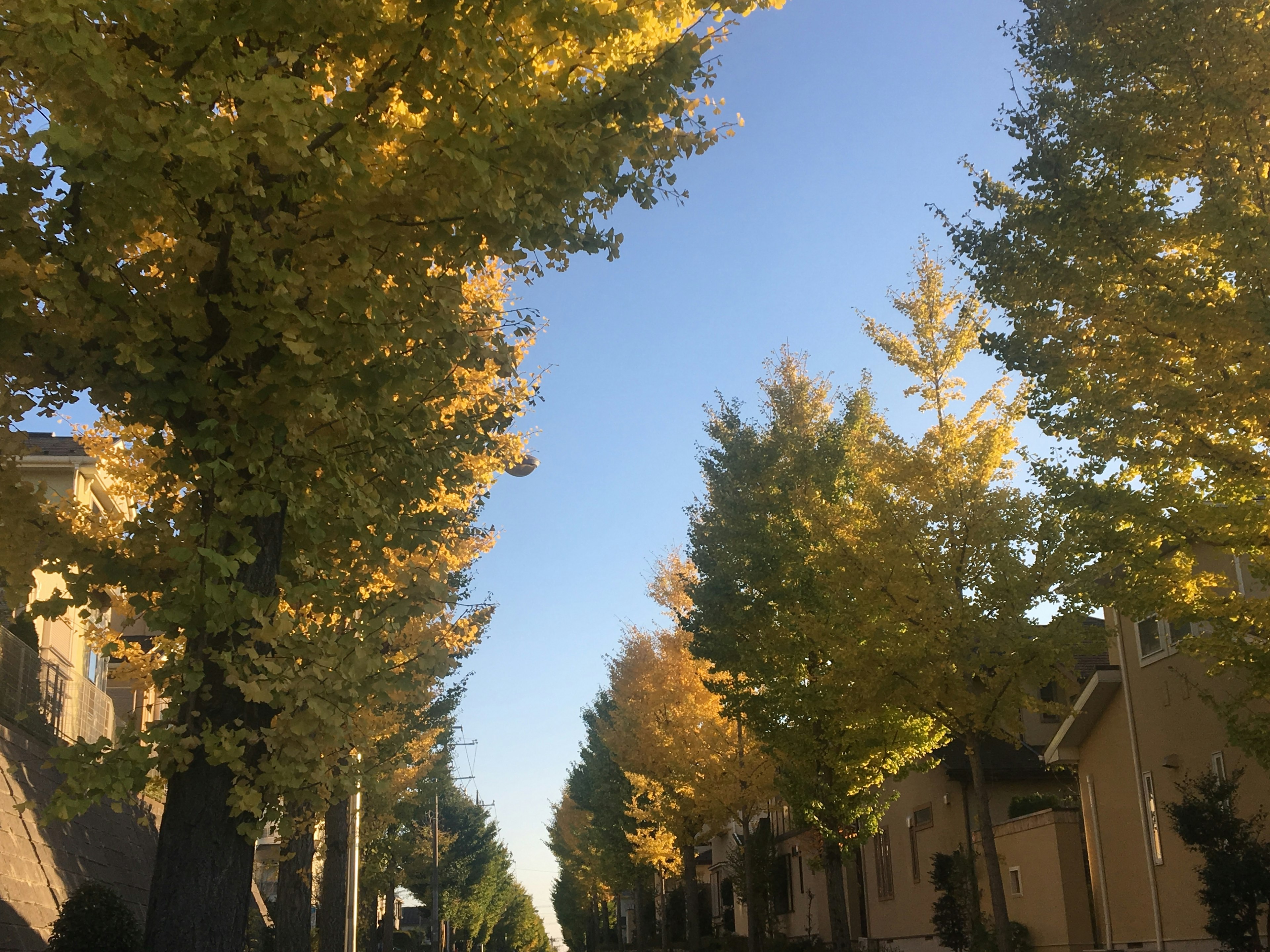 Reihe von Ginkgobäumen im Herbst unter klarem blauen Himmel