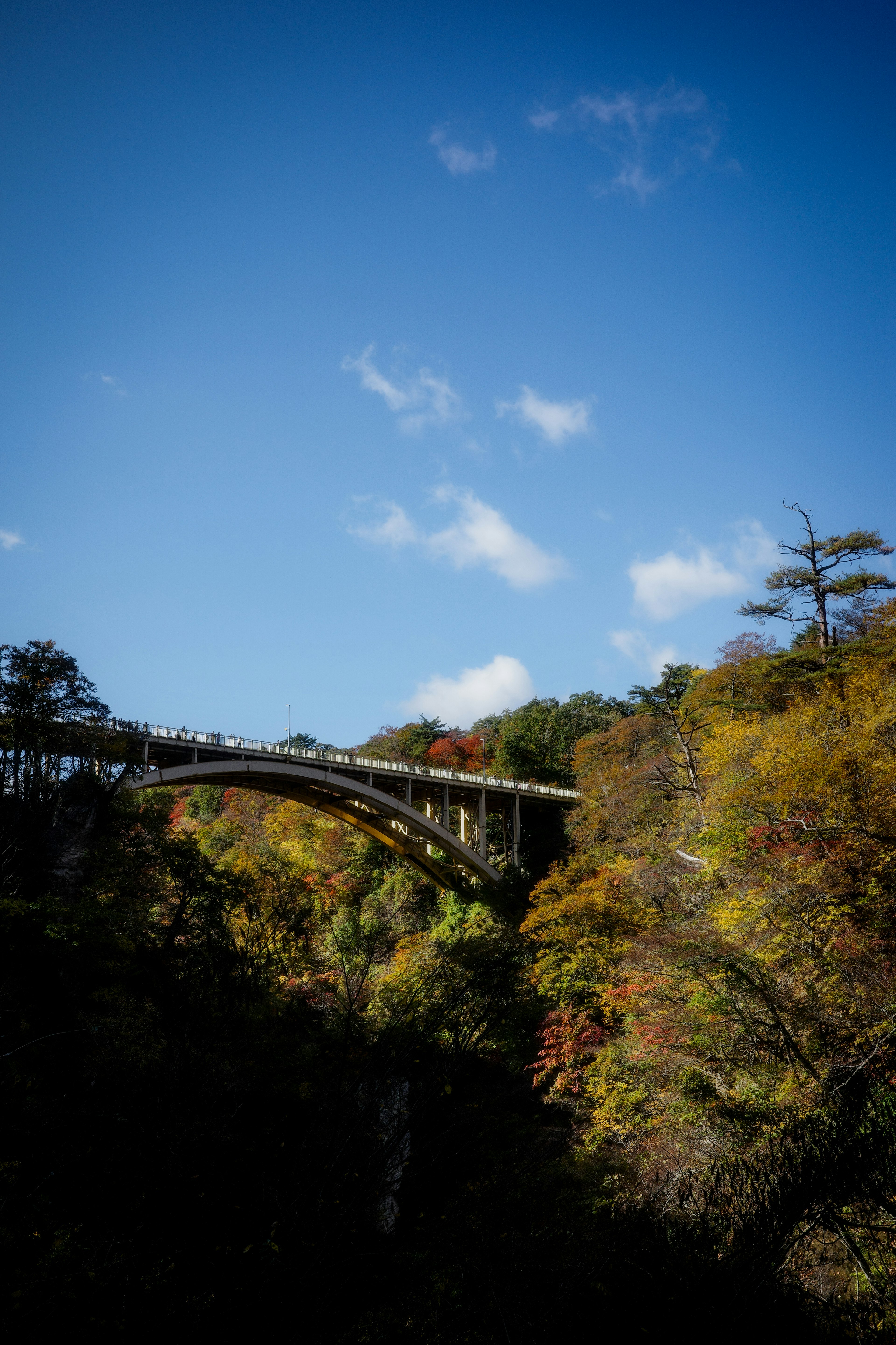 青空の下にある美しい橋と秋の紅葉