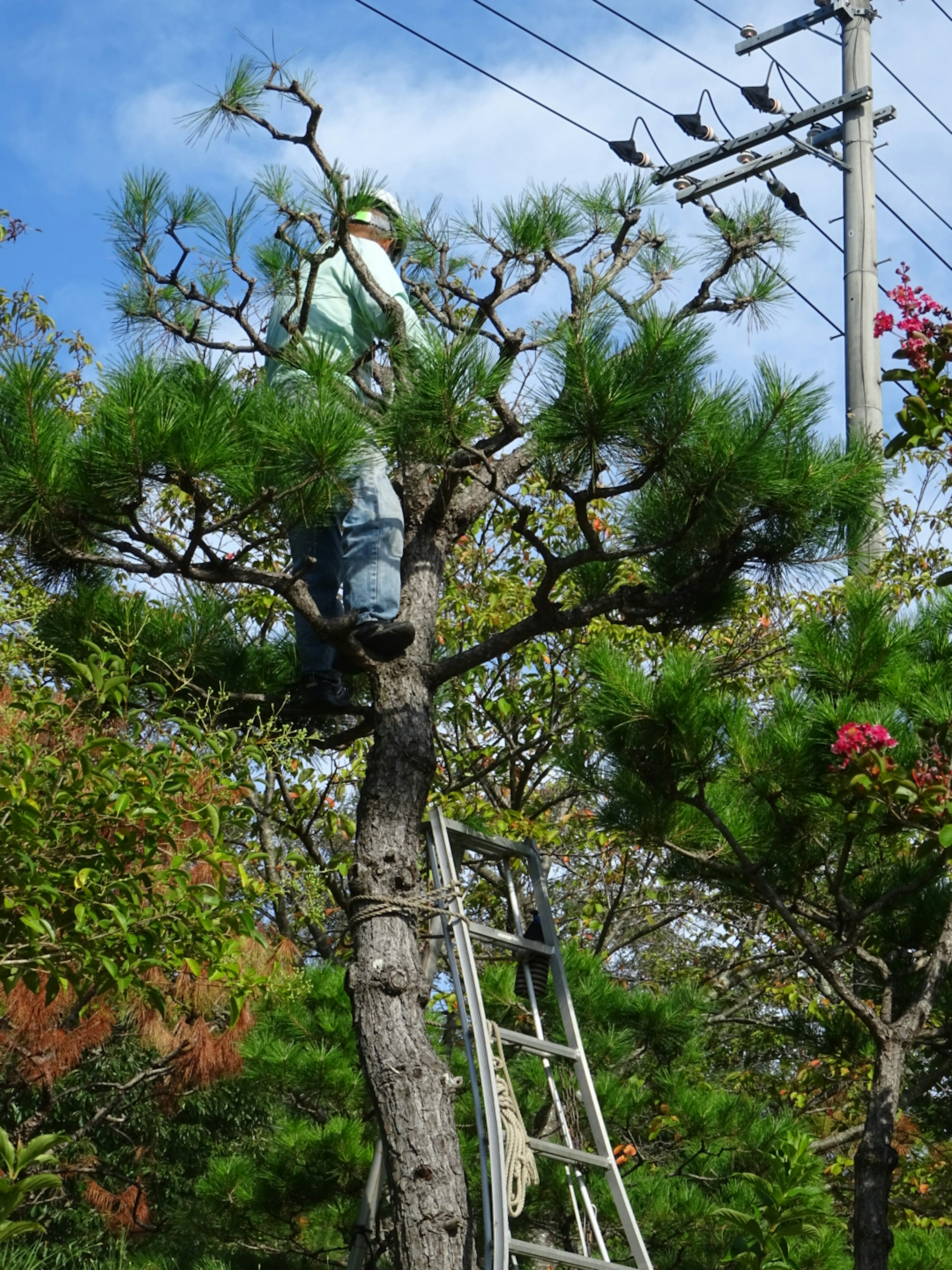 Trabajador podando un árbol con ropa verde Flores coloridas rodeando la planta