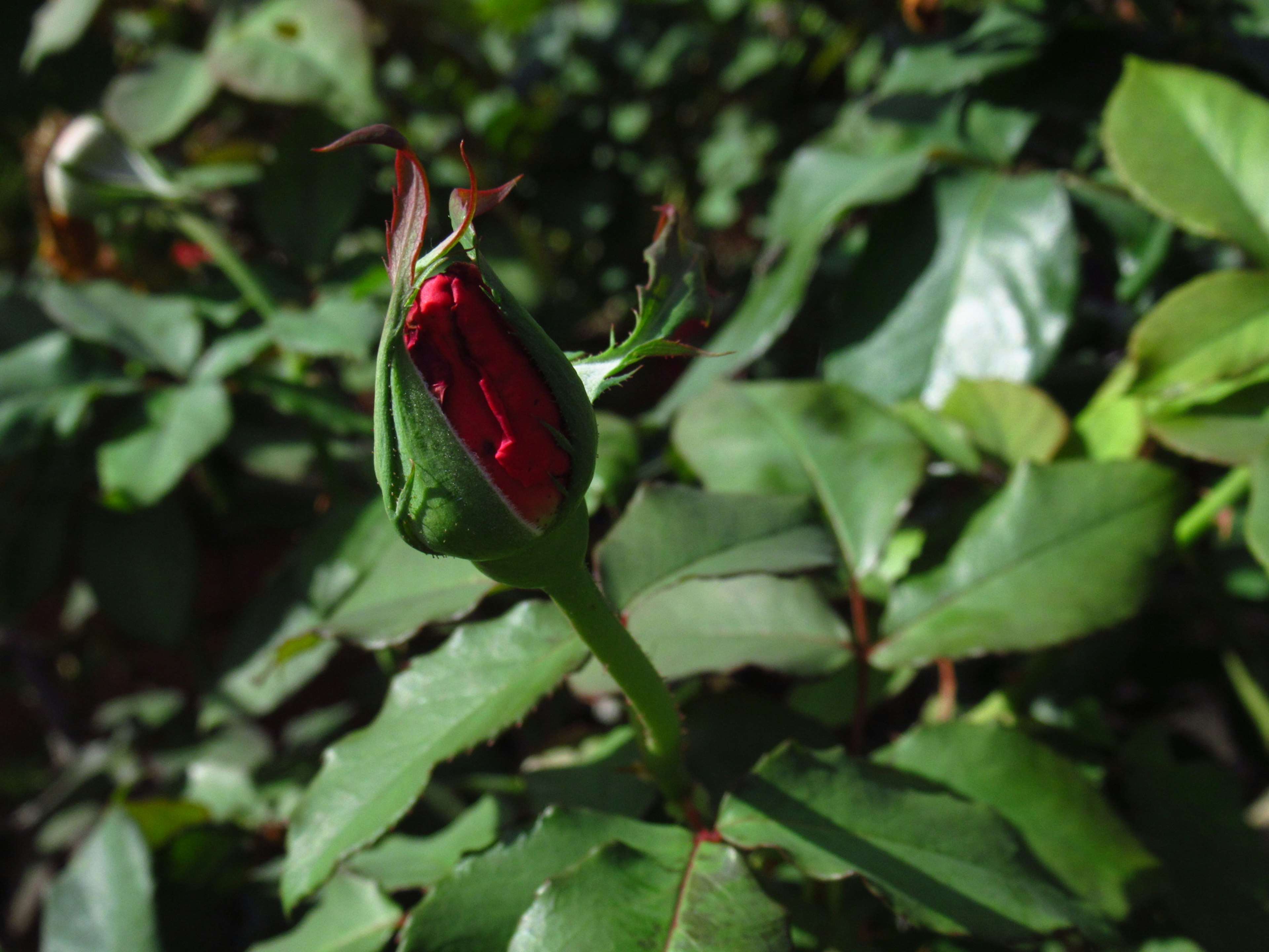 Red rosebud surrounded by green leaves