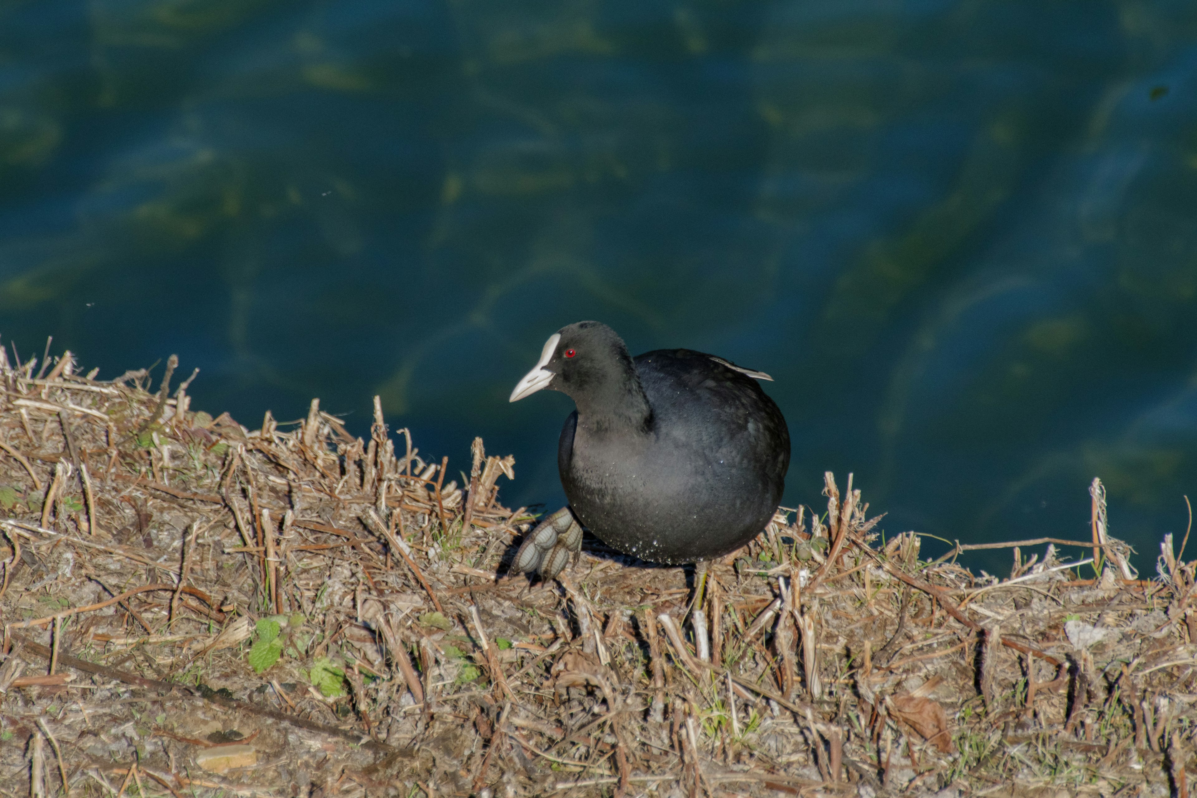 A black bird by the water's edge featuring fluffy feathers and a white beak