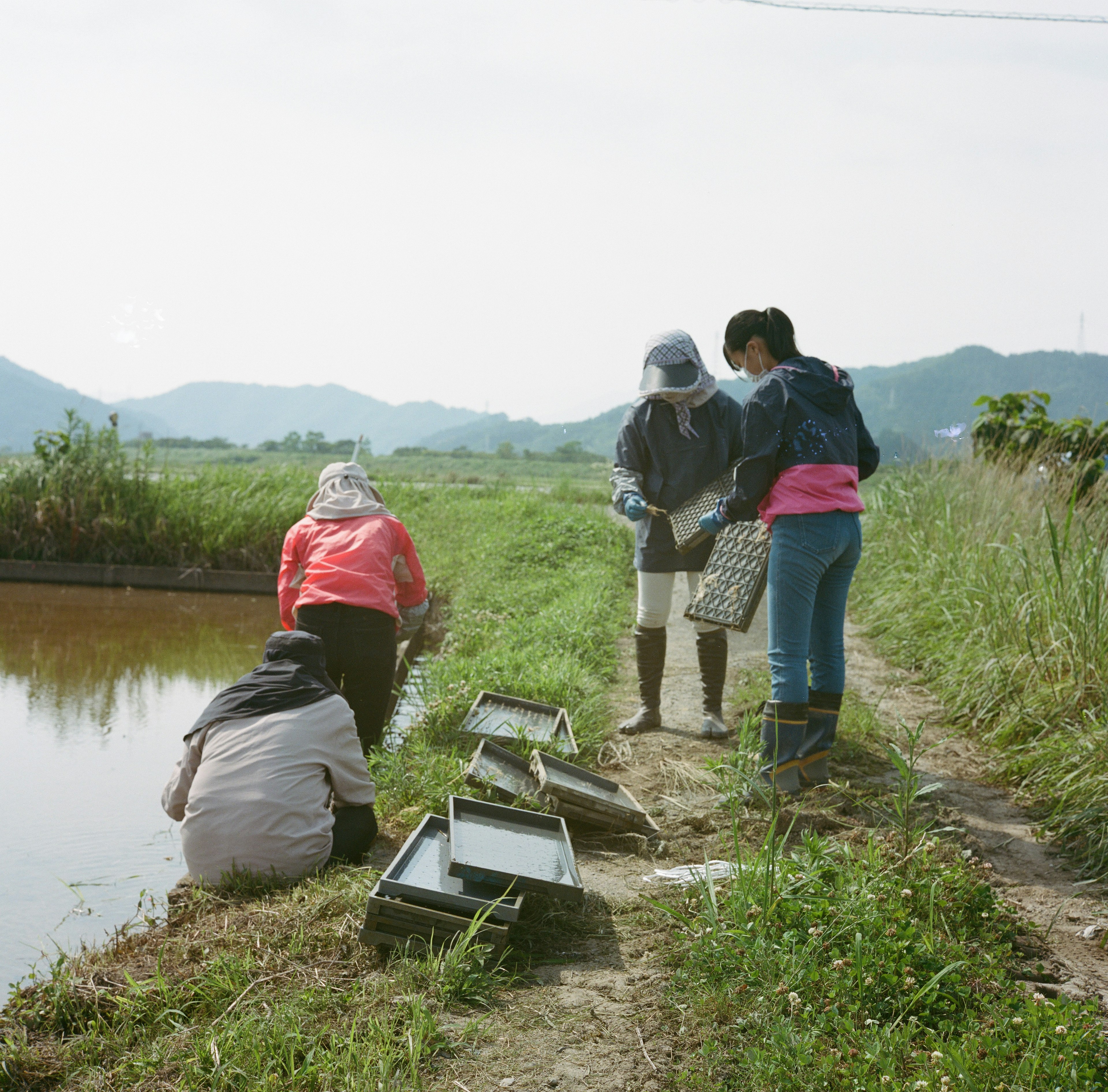 田んぼで作業する女性たち　山々の背景　水辺の風景