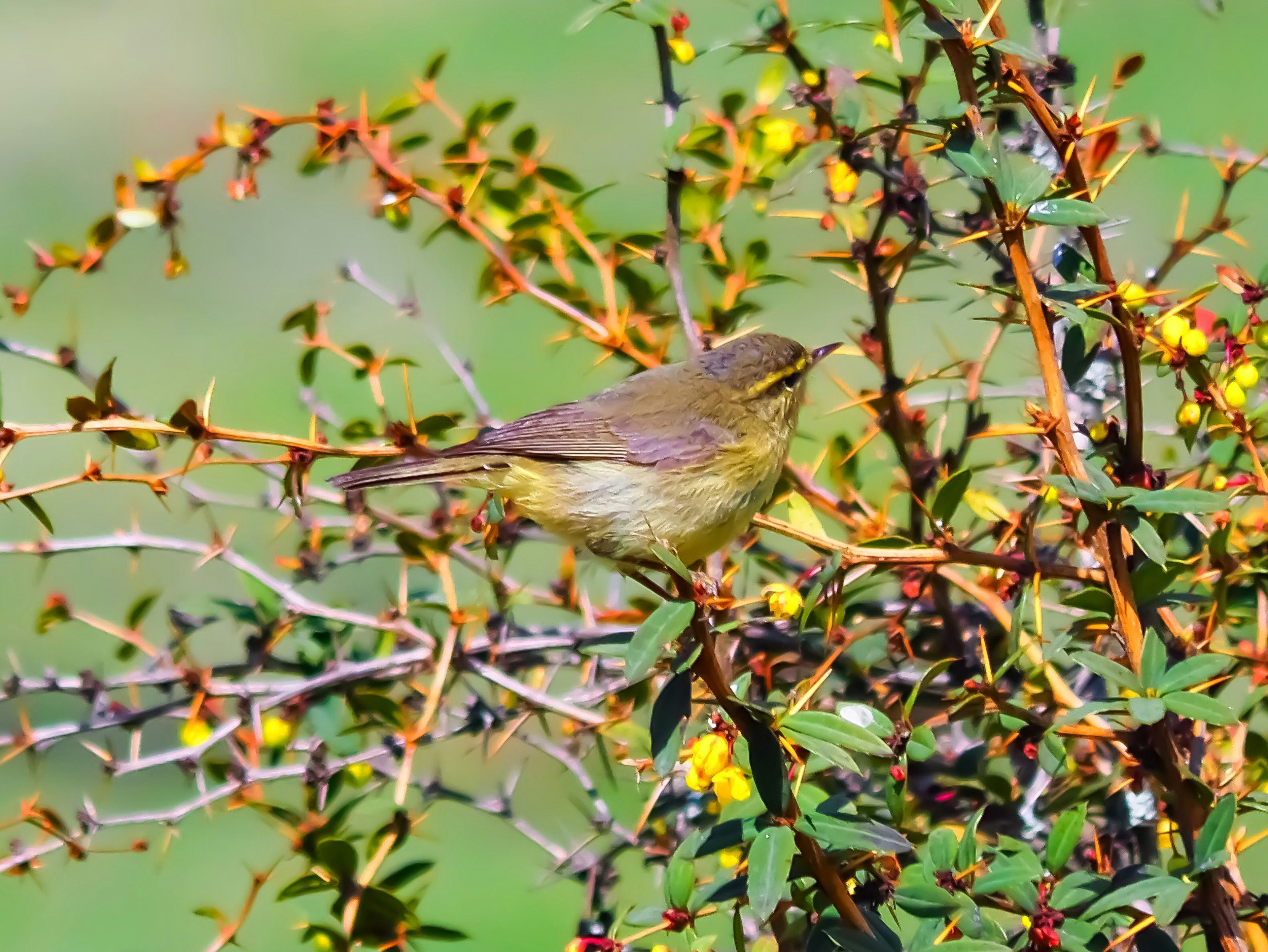 Un petit oiseau perché parmi des fleurs colorées dans un buisson