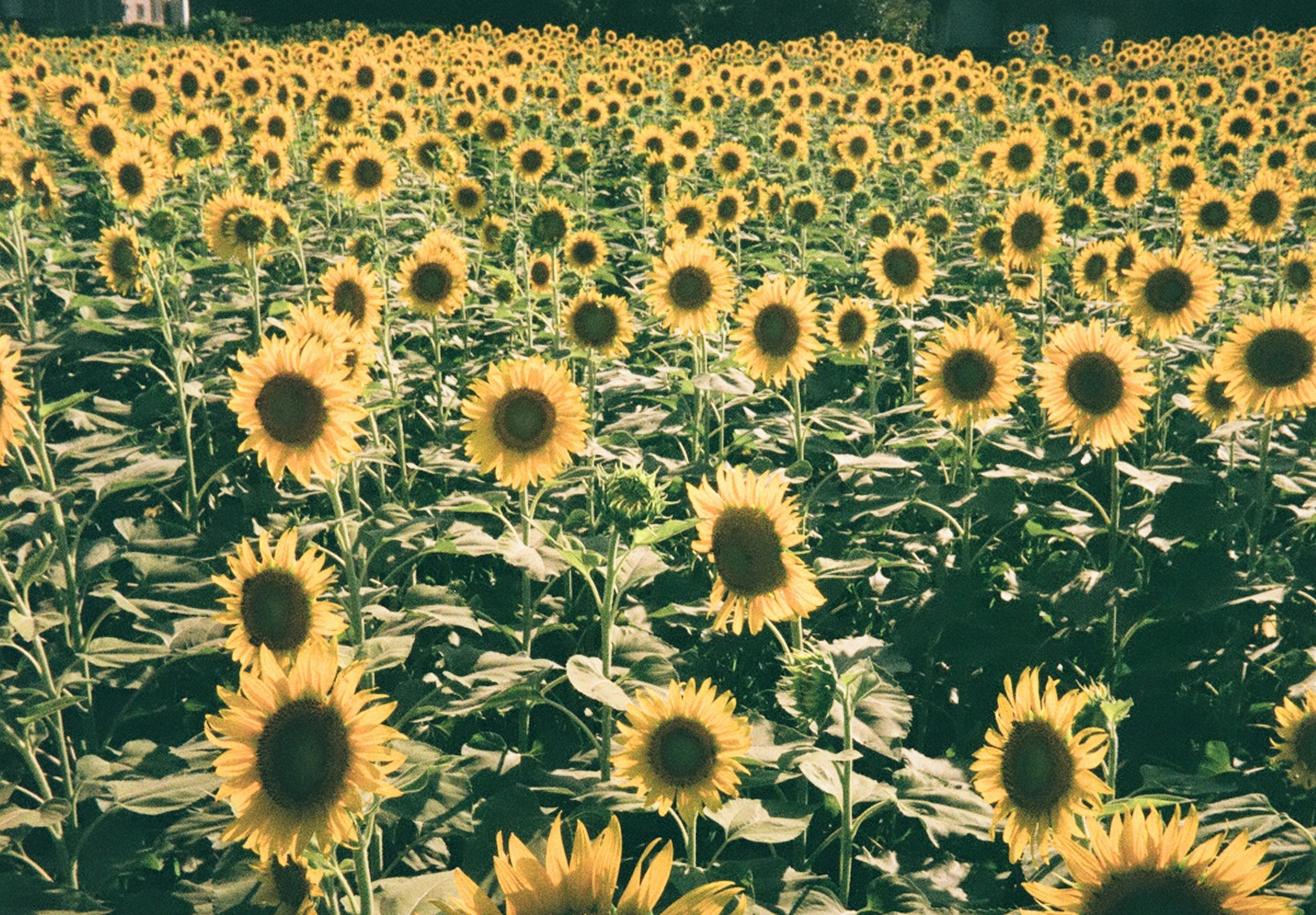 広がるひまわり畑の鮮やかな黄色の花々