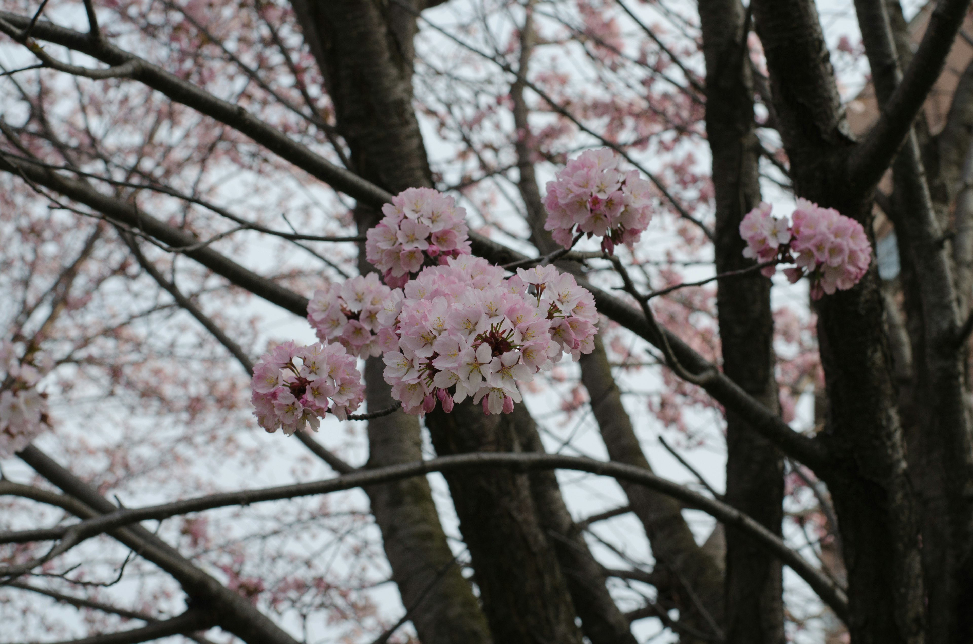 桜の花が咲いている木の枝のクローズアップ