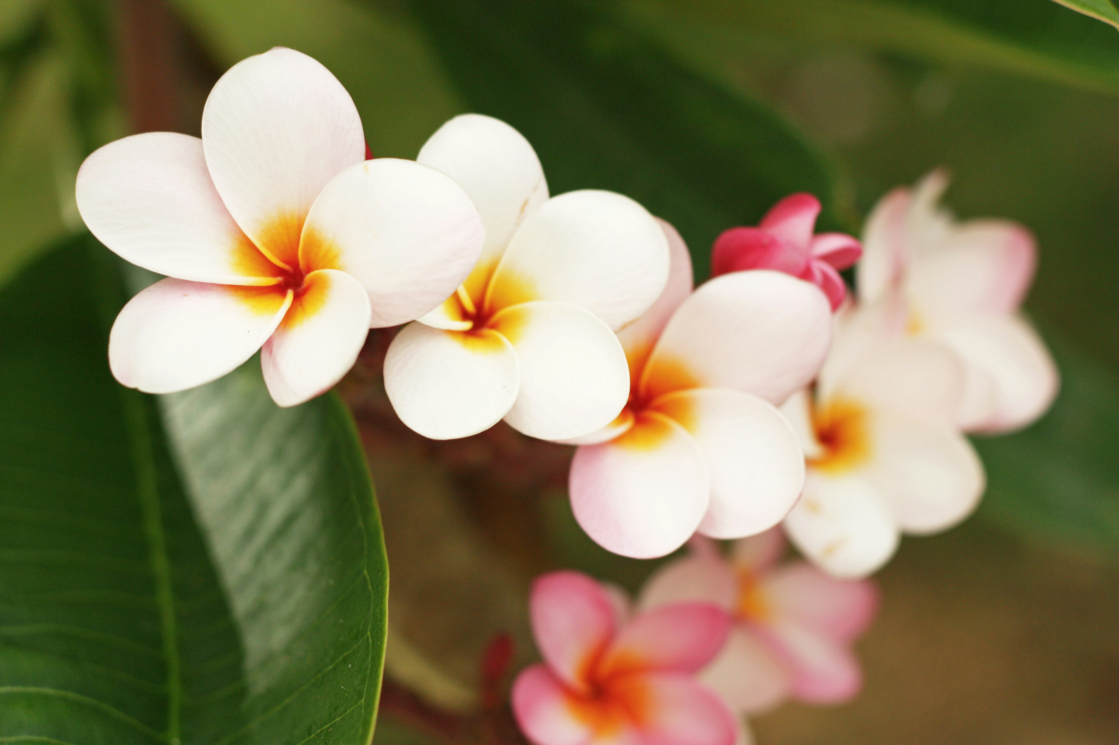 Nahaufnahme von Plumeria-Blüten mit weißen Blütenblättern und orangefarbenen Zentren