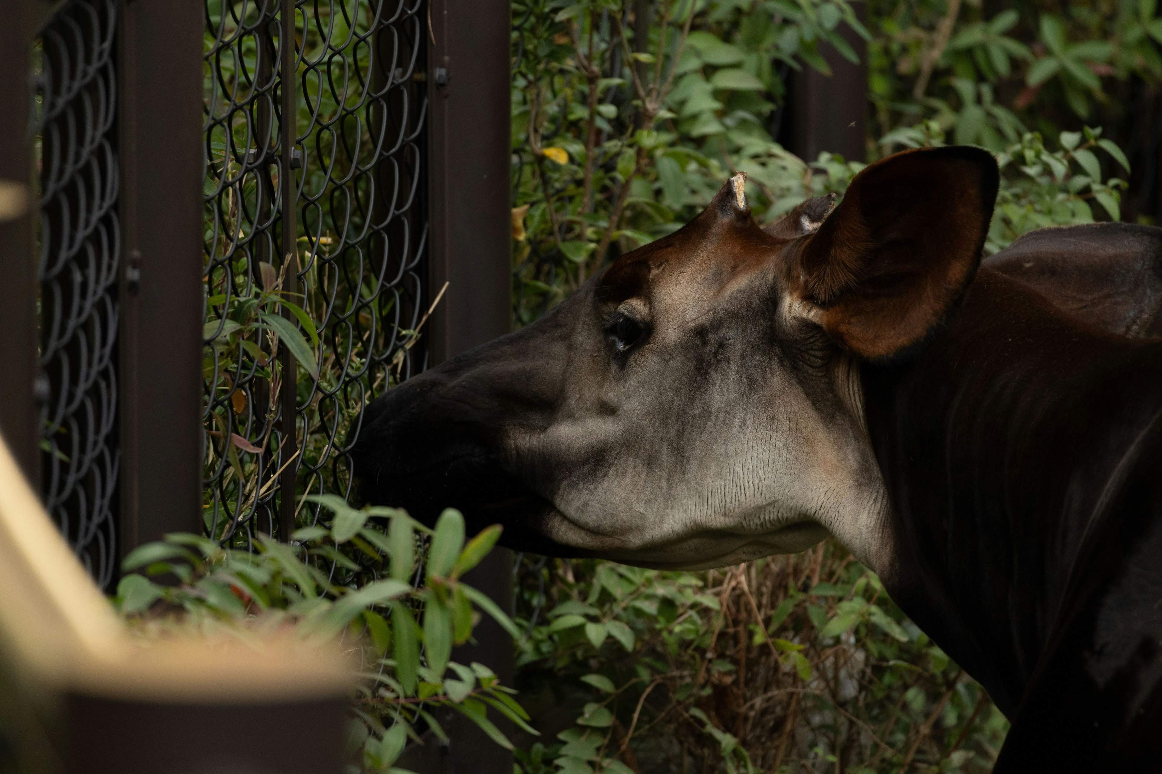 動物がフェンスの近くで草を食べている様子