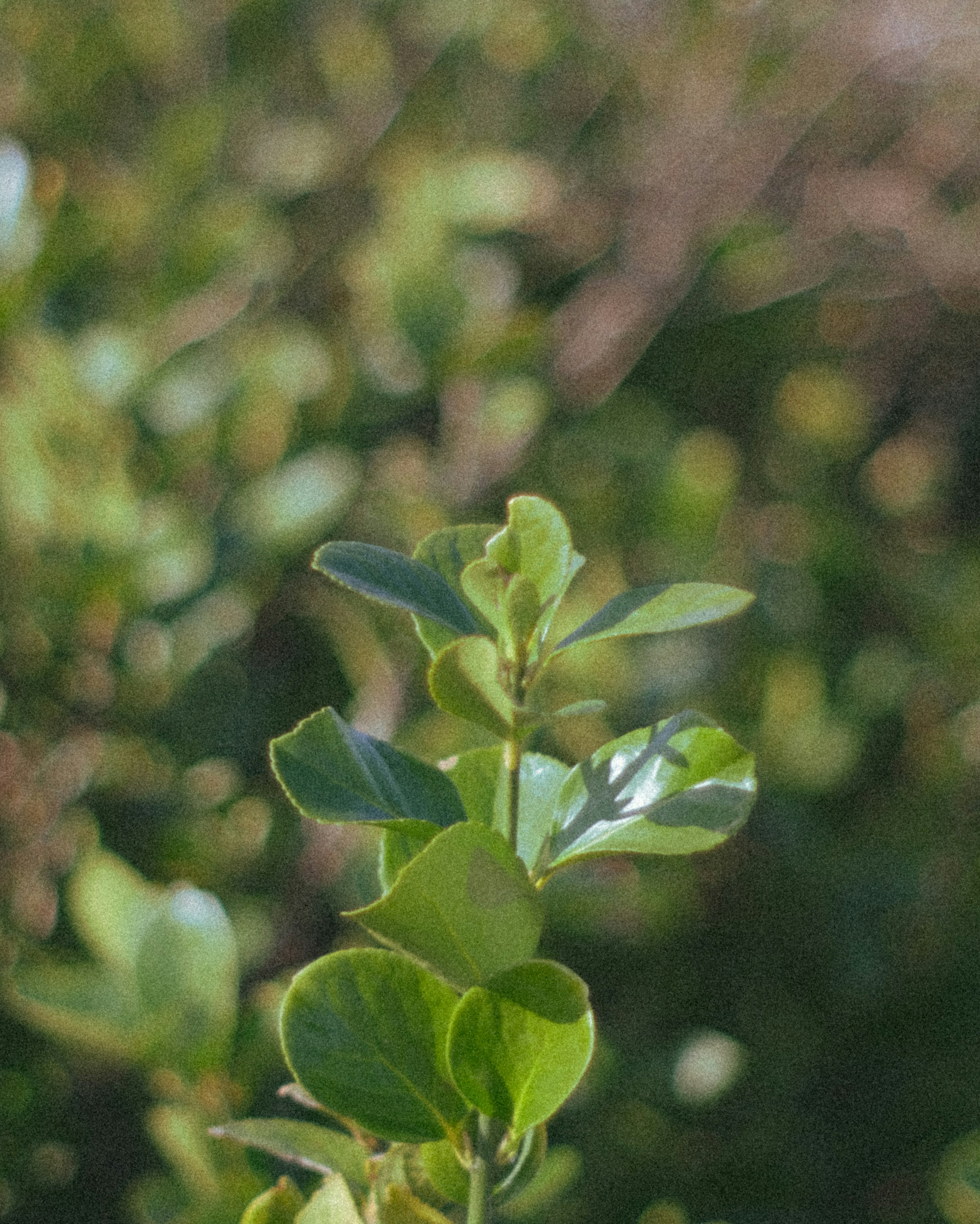 緑の葉を持つ植物のクローズアップ画像