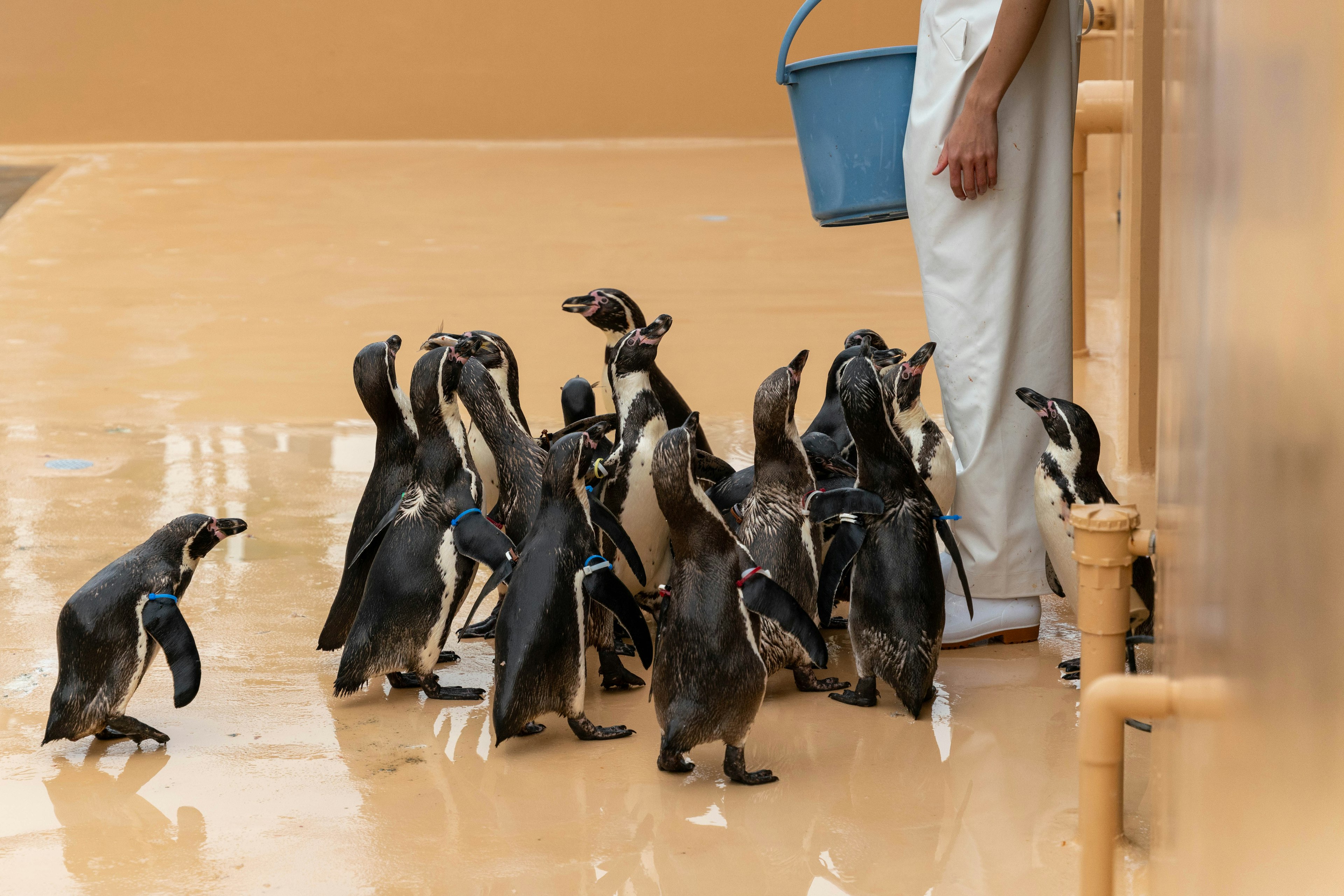 Un groupe de pingouins se rassemblant autour des jambes d'un soigneur