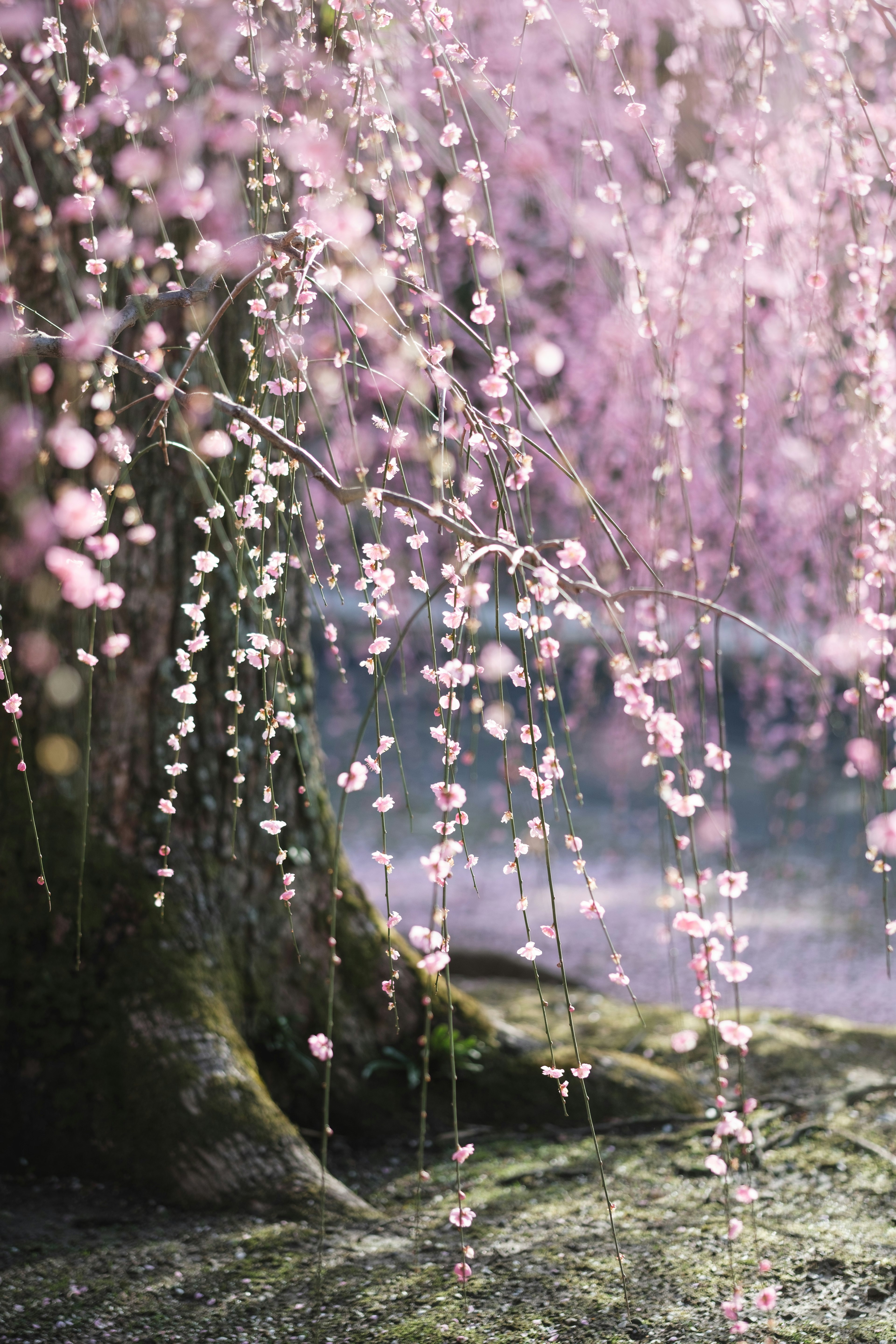 美しい桜の木の下に垂れ下がるピンクの花びら