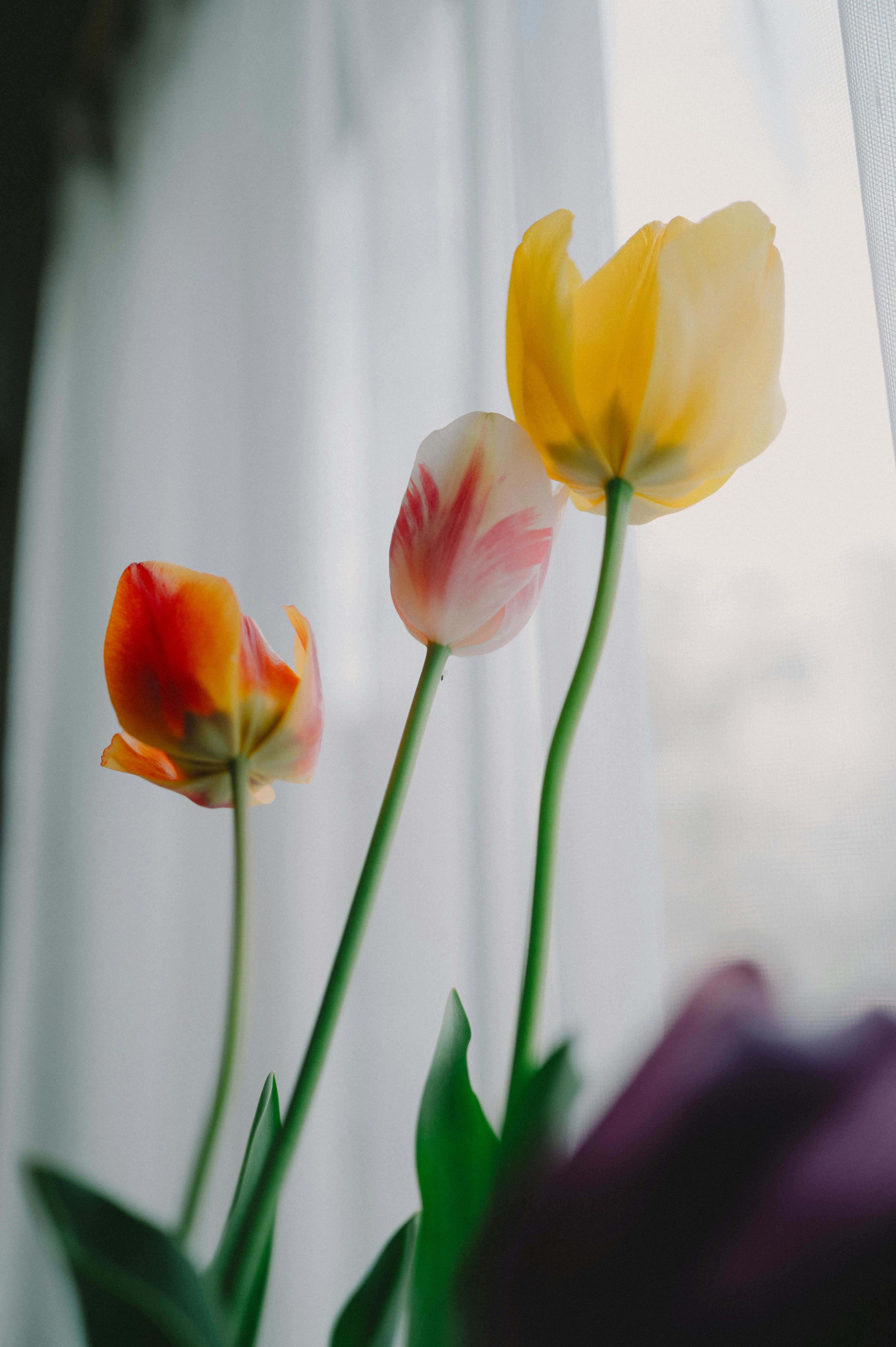 窓辺に咲く色とりどりのチューリップの花