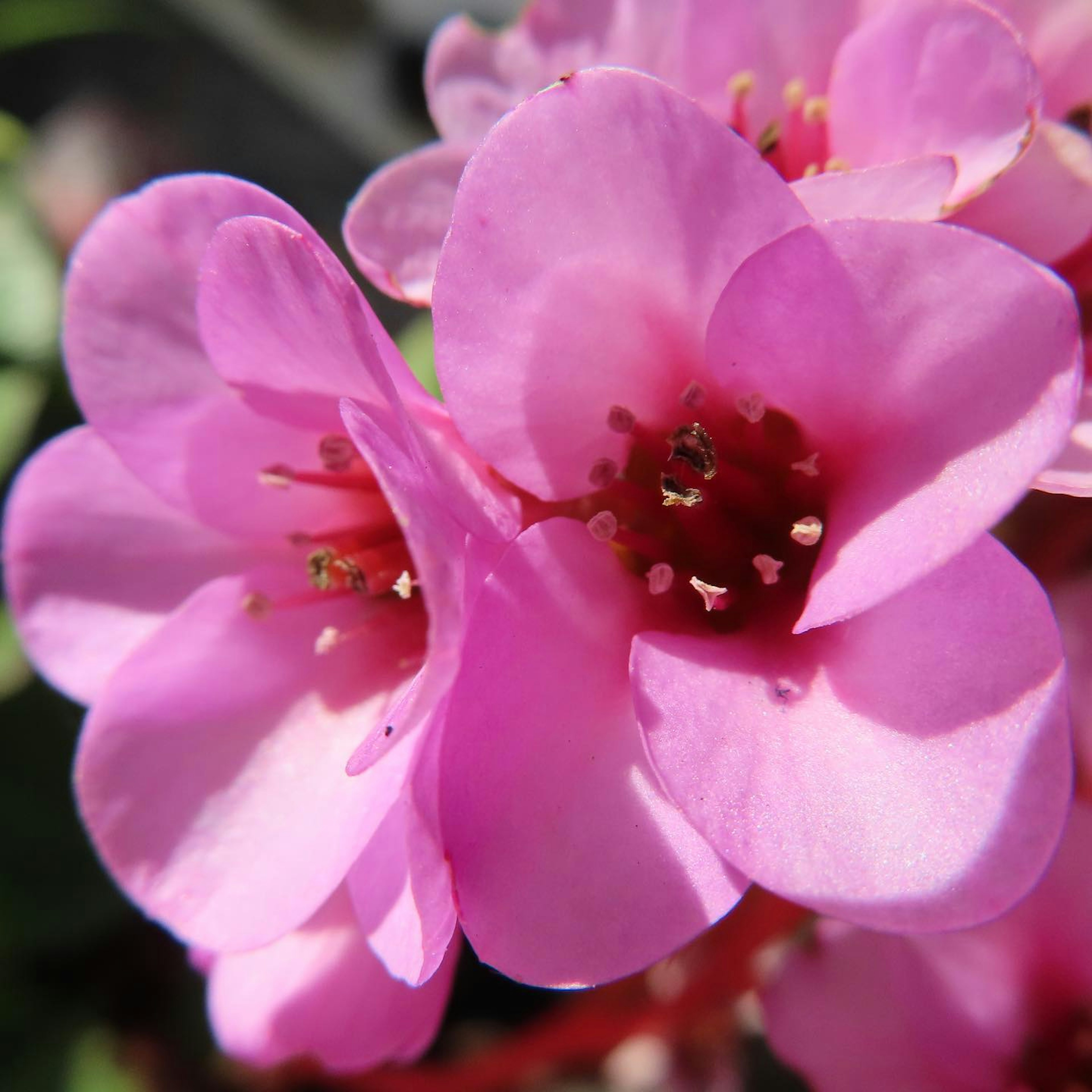 Close-up of vibrant pink flowers in bloom