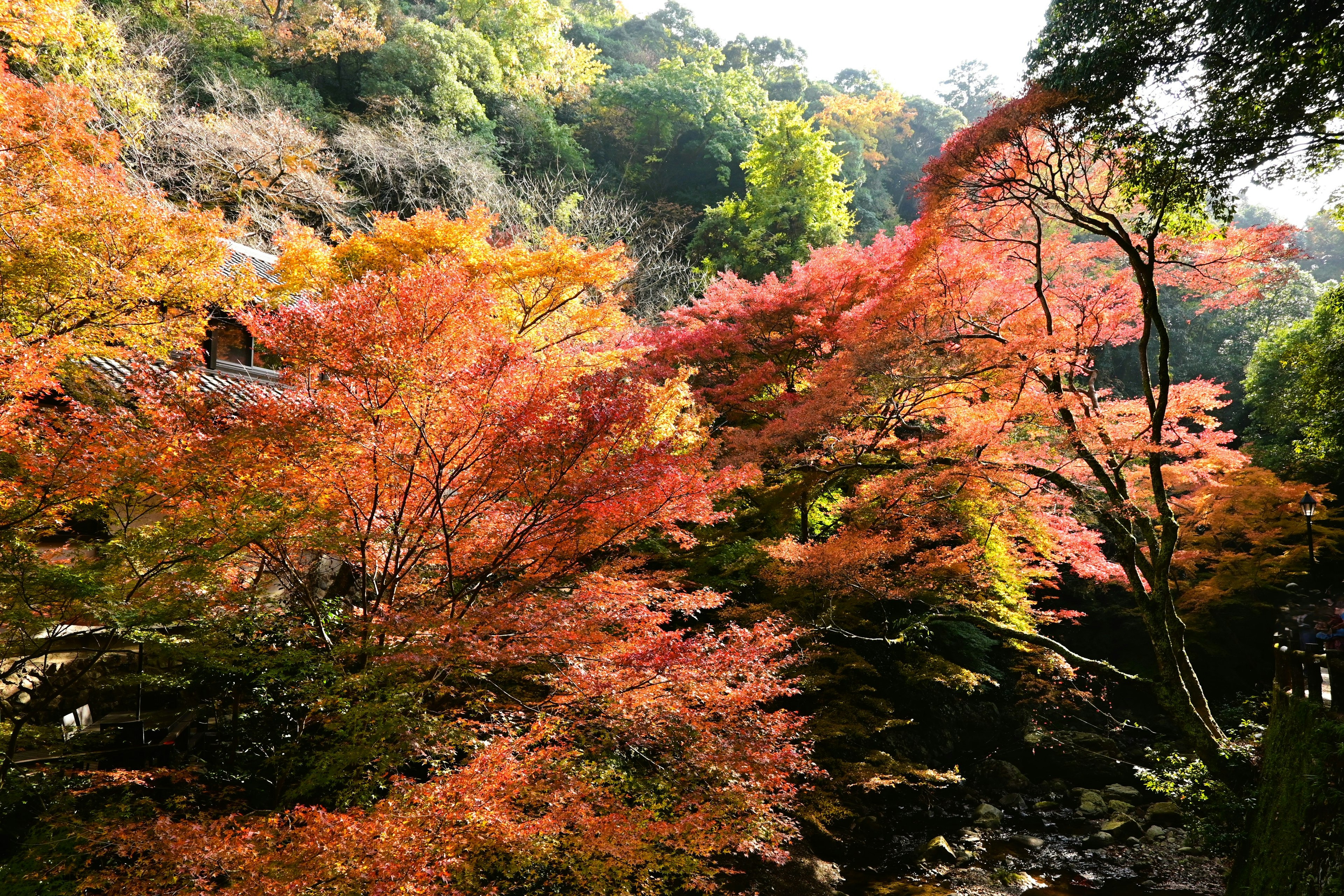 Vibrant autumn foliage with a mix of green and orange leaves