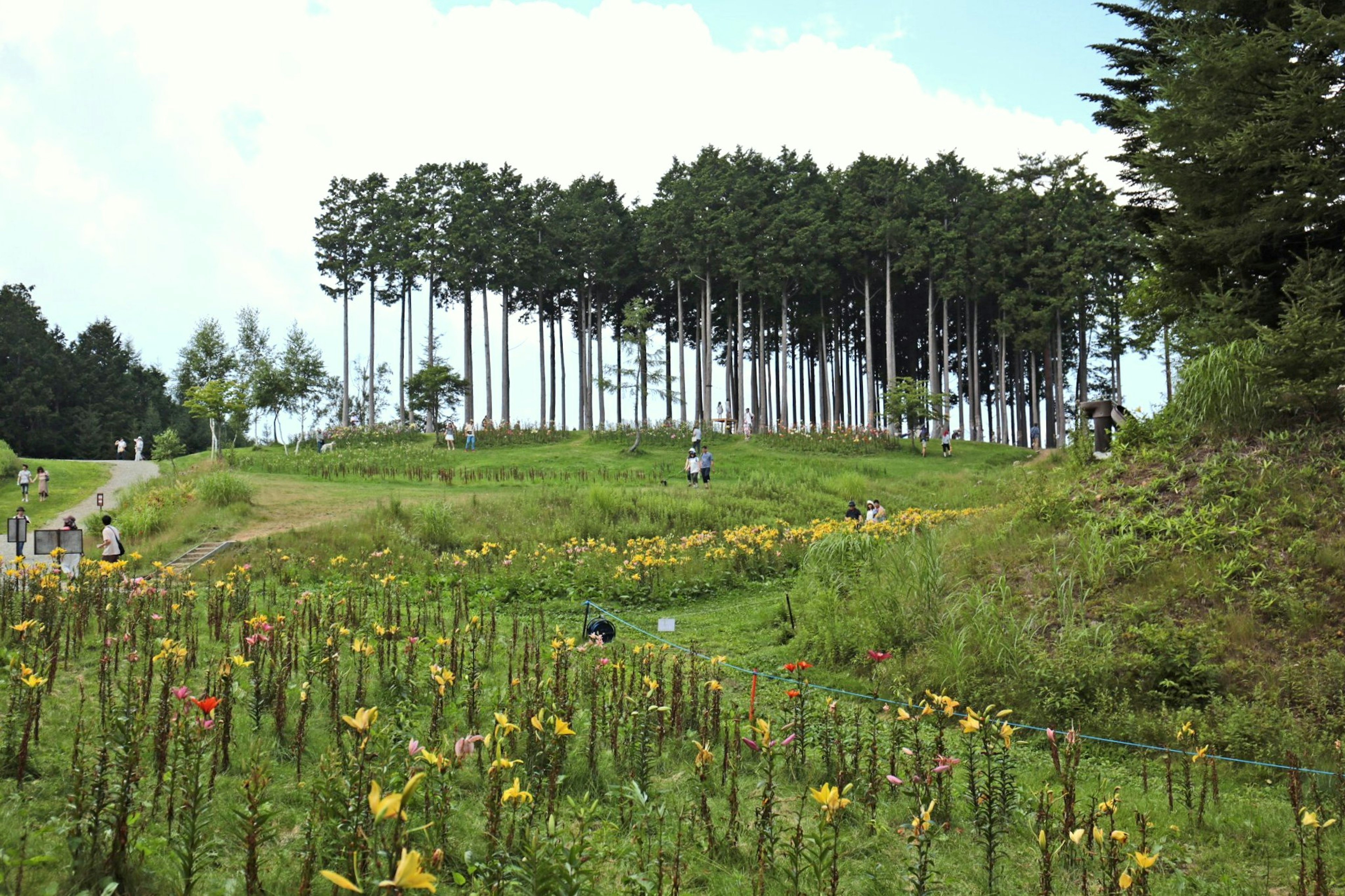 青空の下に広がる花畑と背の高い木々の風景