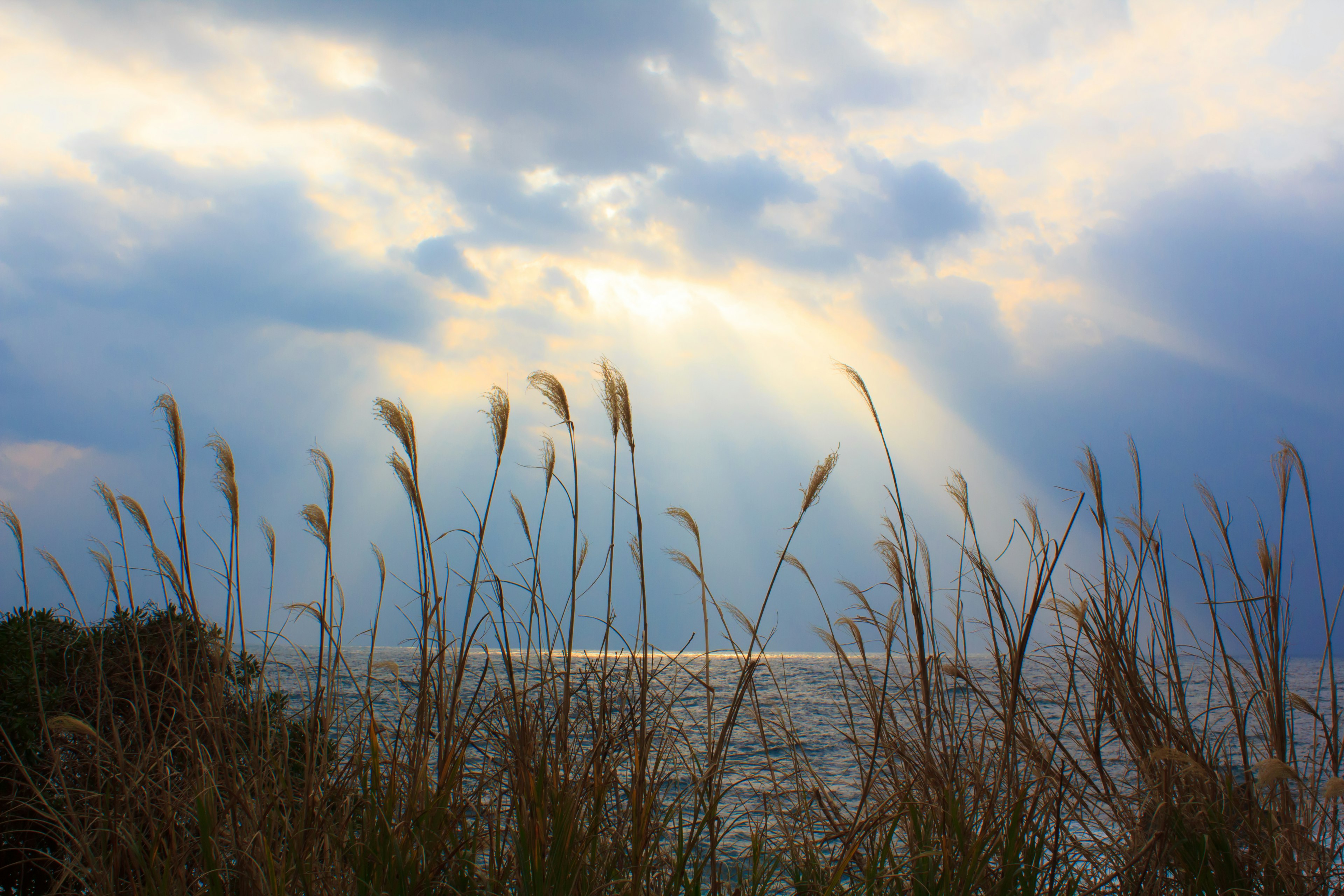 Serene seascape with silhouetted grass against a beautiful twilight sky