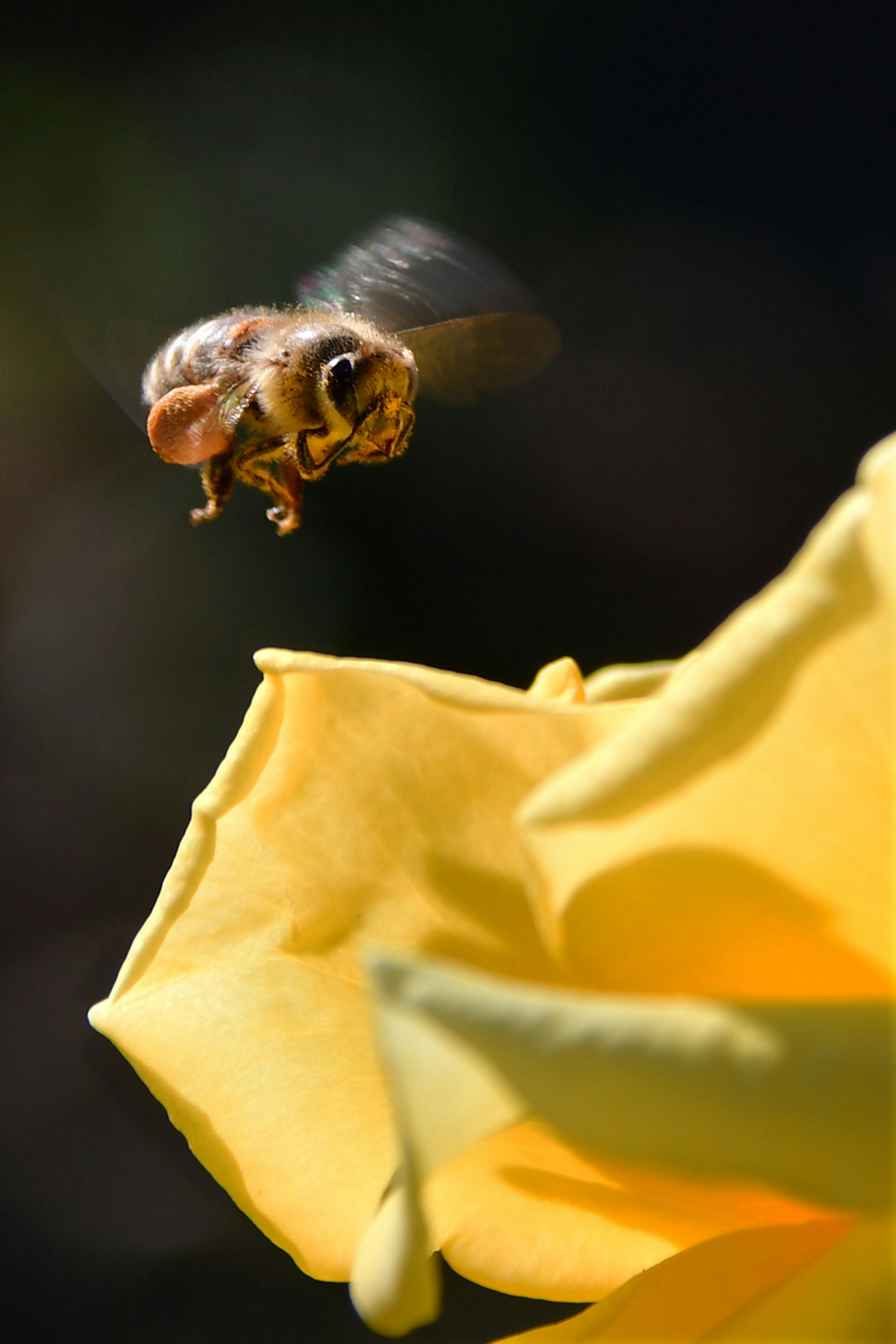 Close-up lebah terbang di dekat bunga kuning