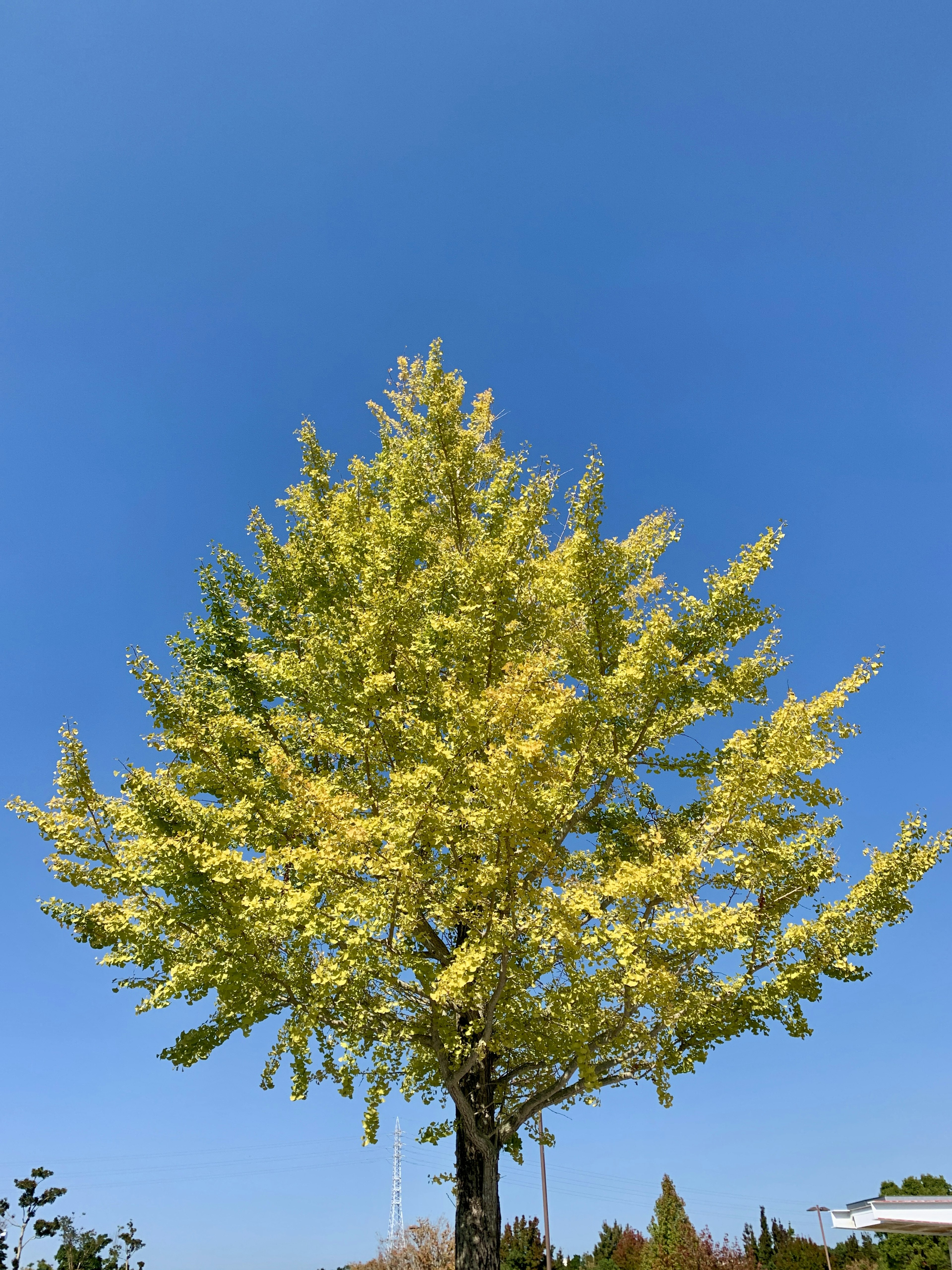 A tree with bright yellow leaves under a blue sky