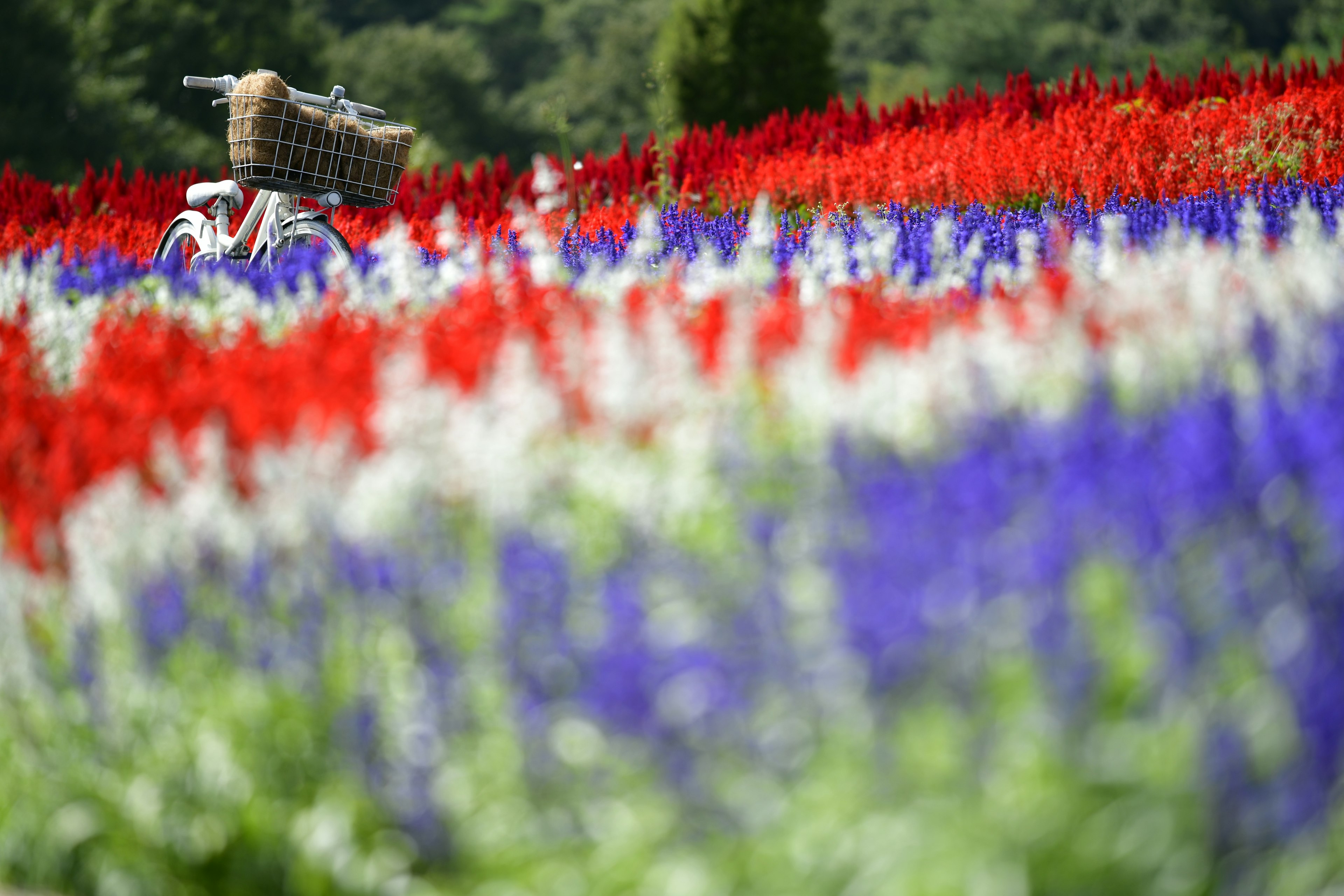 色とりどりの花畑に白い自転車が置かれている風景