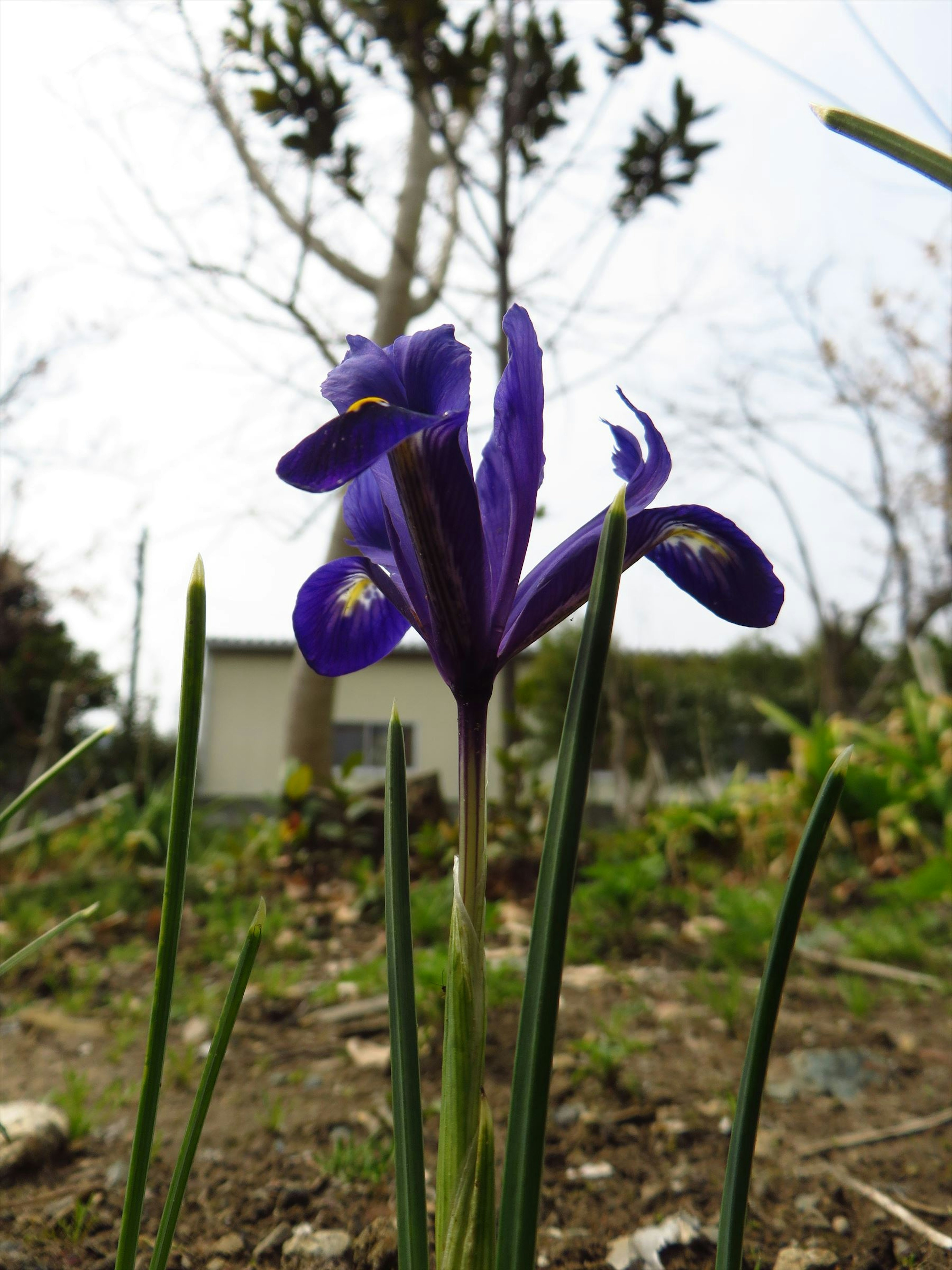 Fiore di iris con petali viola vivaci e foglie verdi sottili in un giardino con alberi sullo sfondo