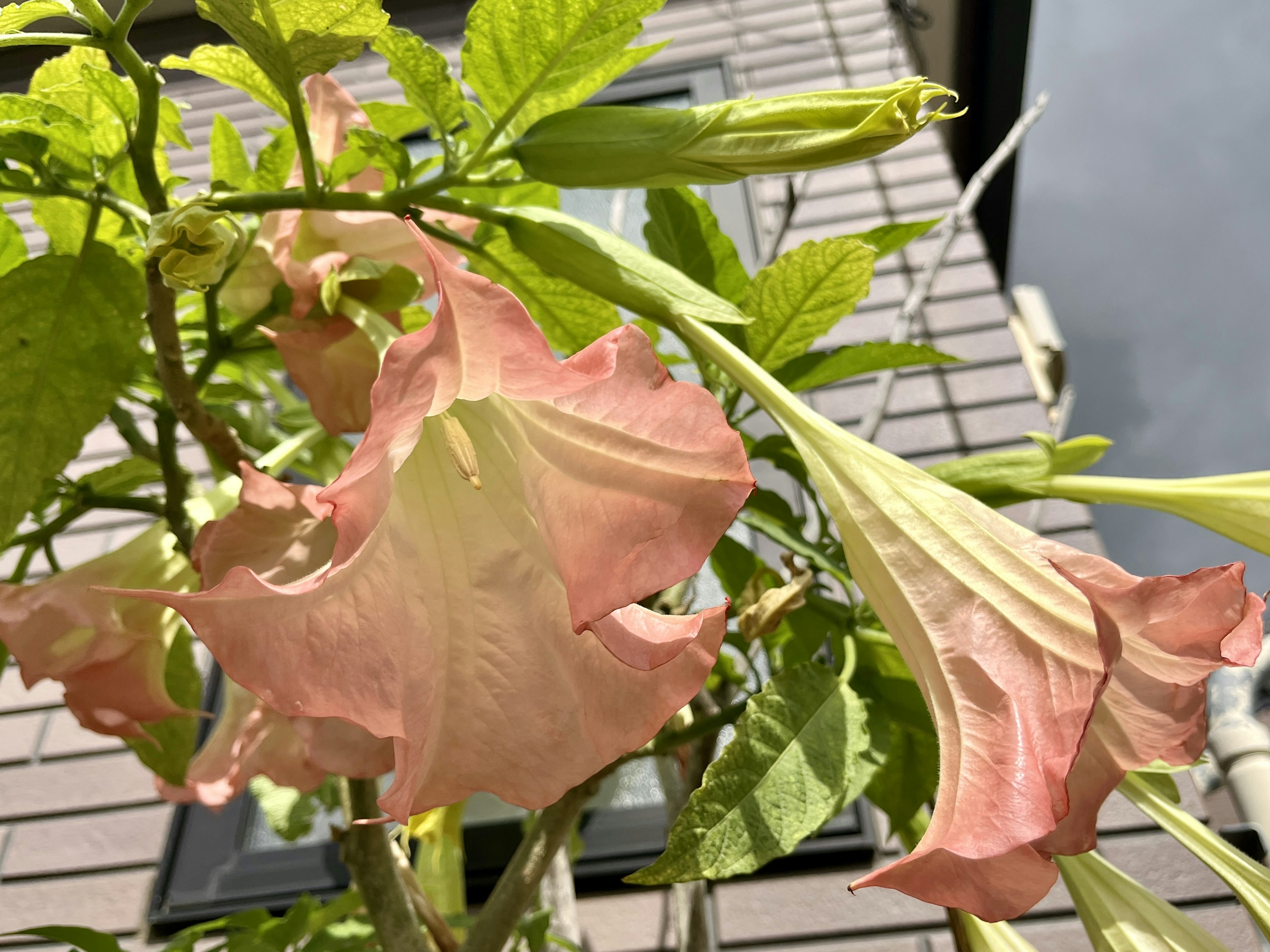 淡いピンク色の花が咲いている植物のクローズアップ