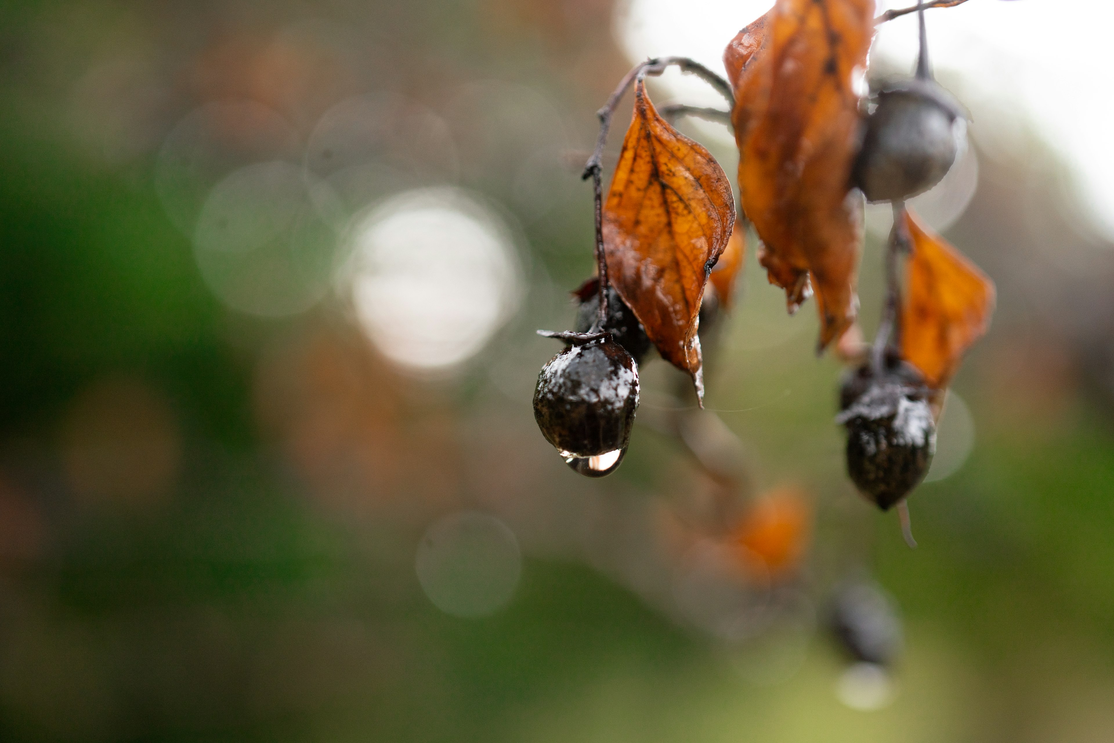 Gros plan sur des feuilles brunes mouillées et des baies noires avec un arrière-plan vert flou