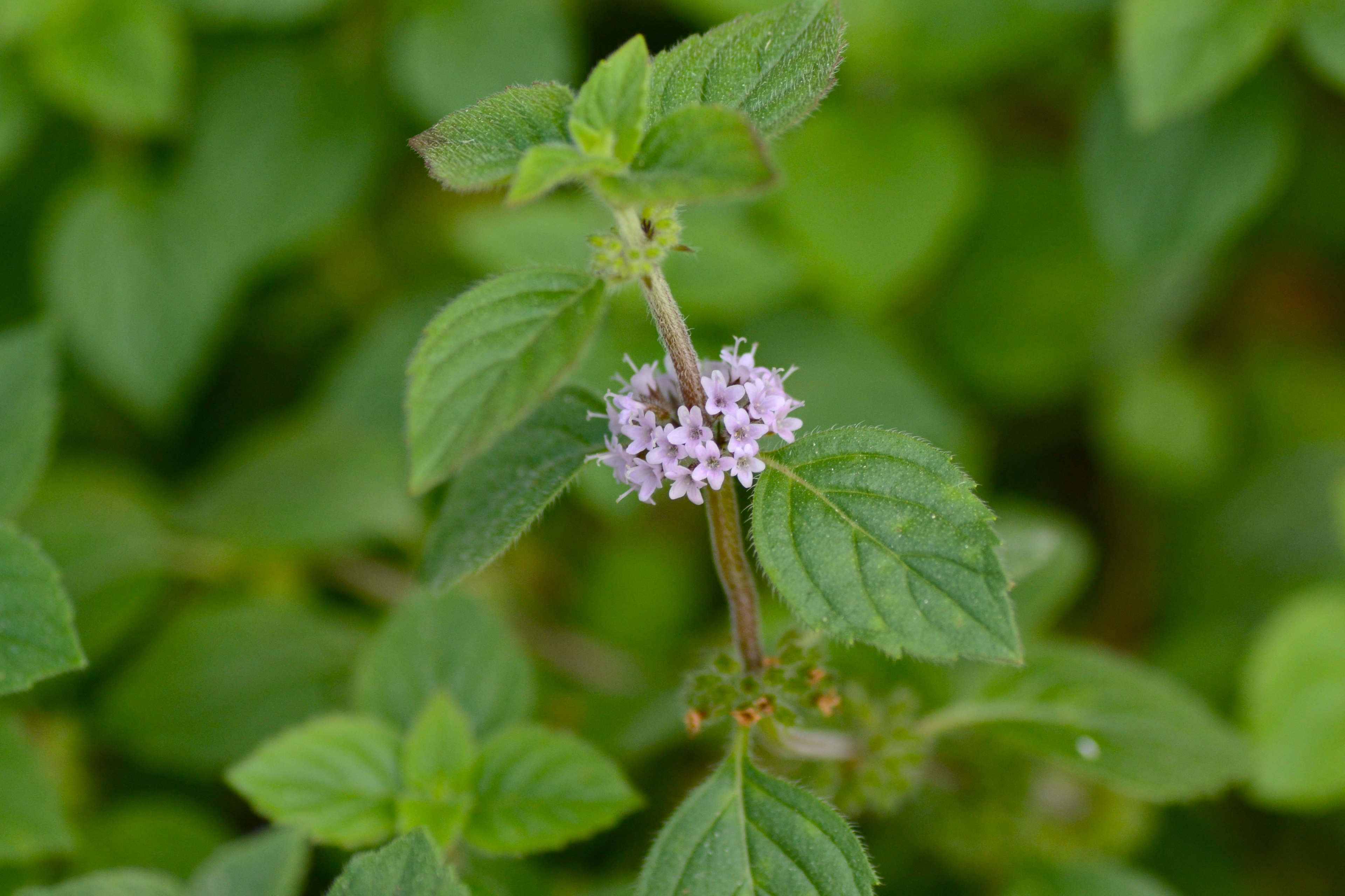 Primer plano de una flor y hojas de menta