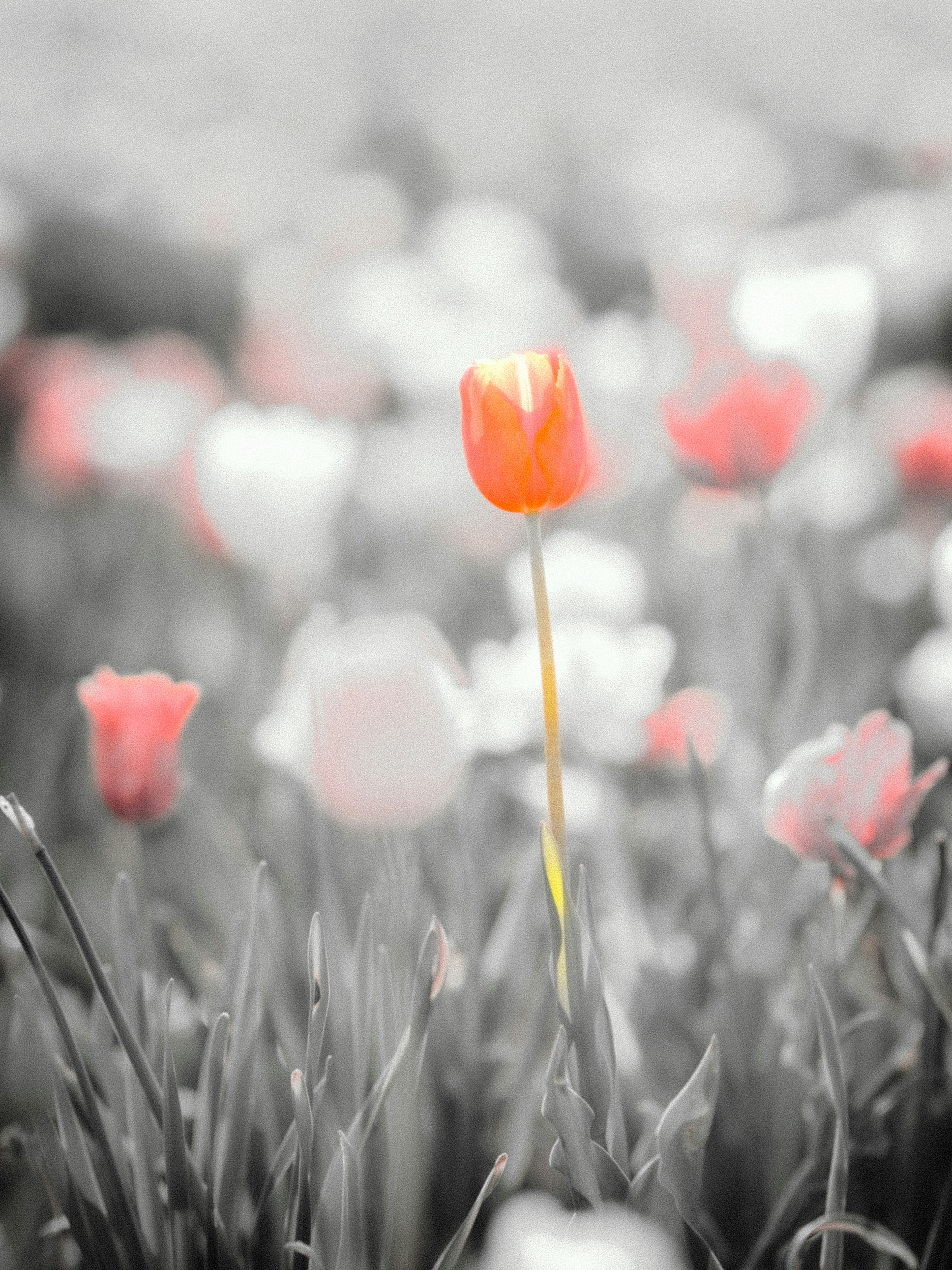 Leuchtende orange Tulpe hebt sich in einem Schwarz-Weiß-Blumenfeld ab