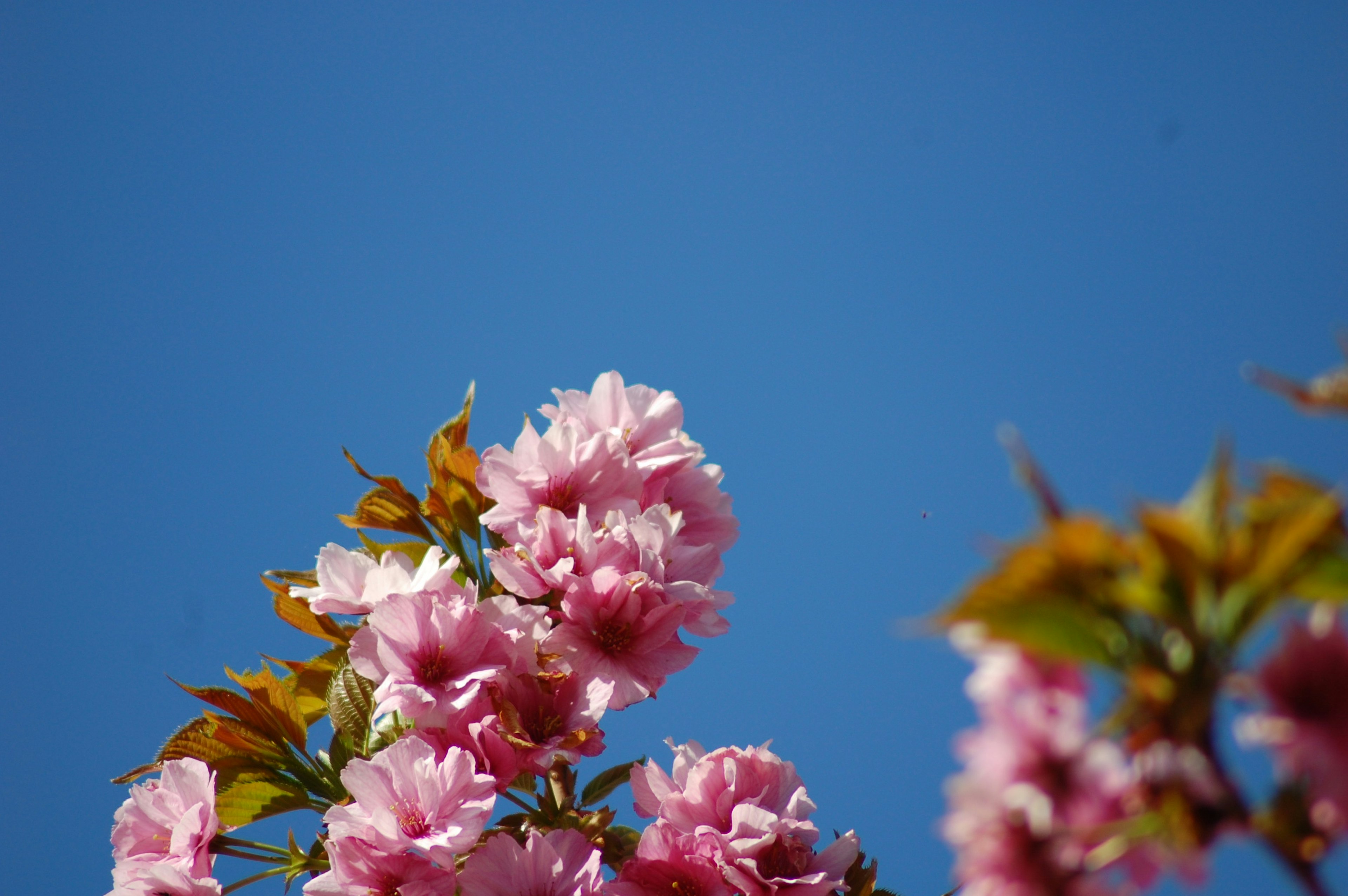 Flores de cerezo rosas con hojas verdes contra un cielo azul