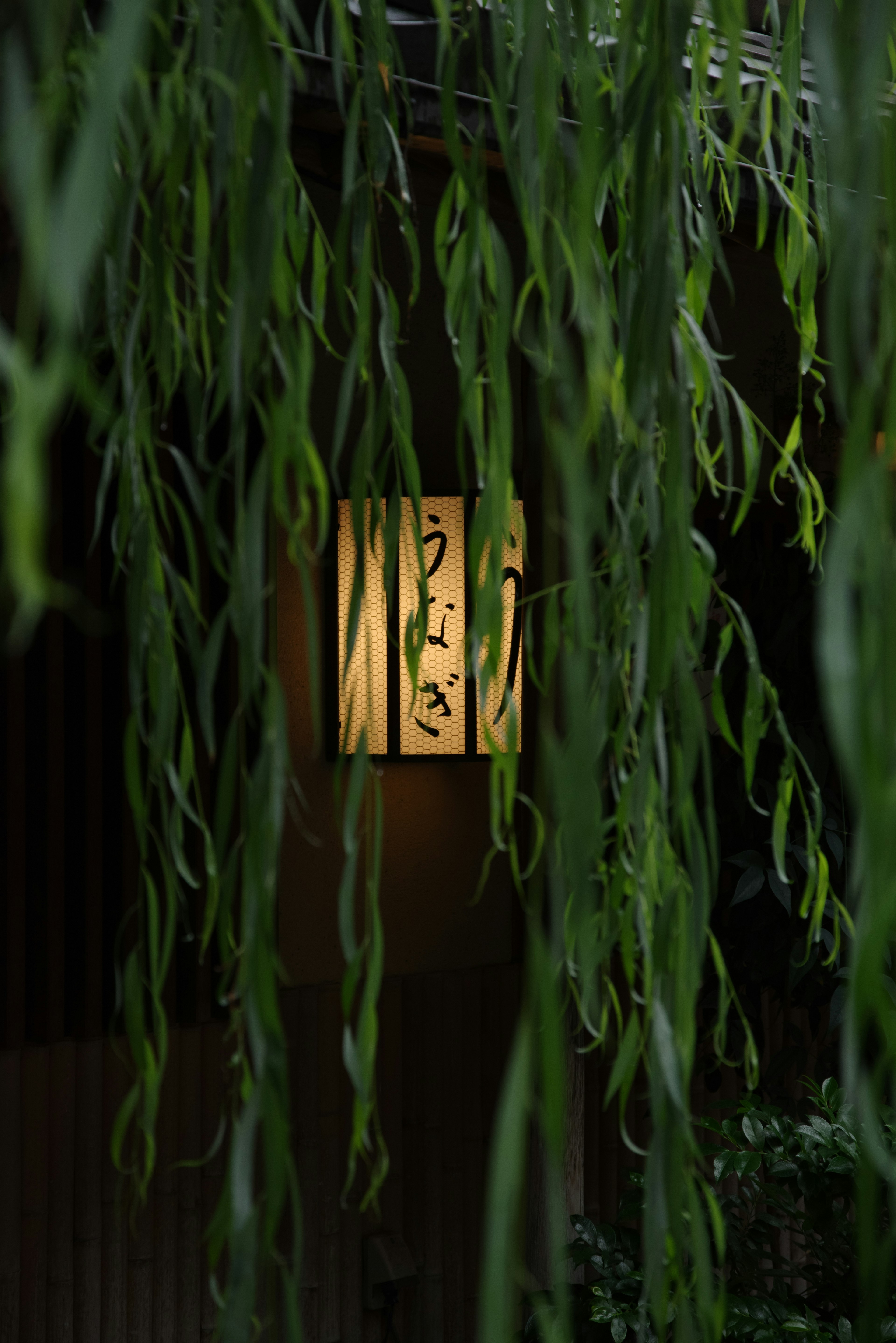 Japanese-style lamp visible through cascading green leaves