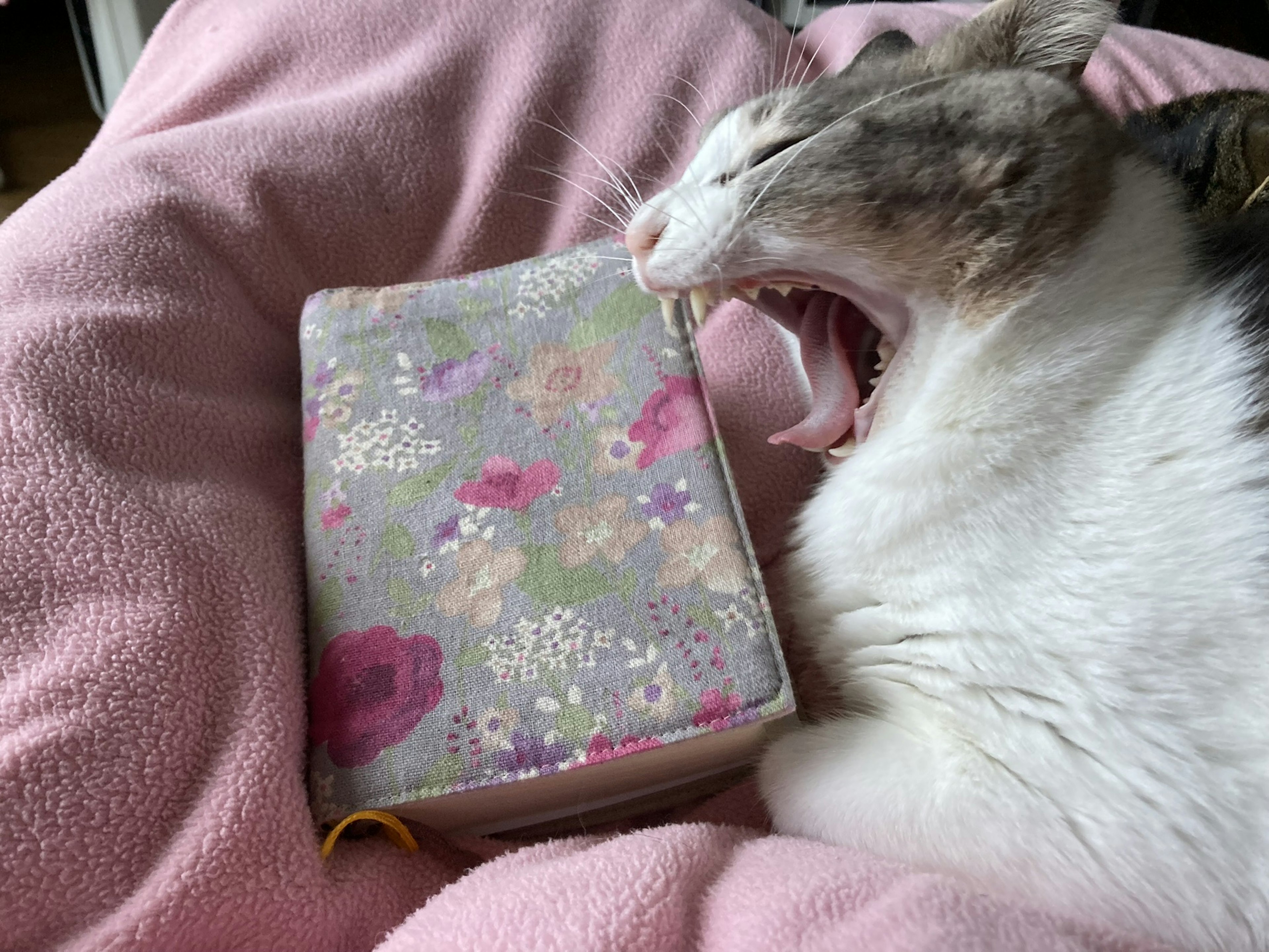 A sleepy cat yawning next to a floral notebook