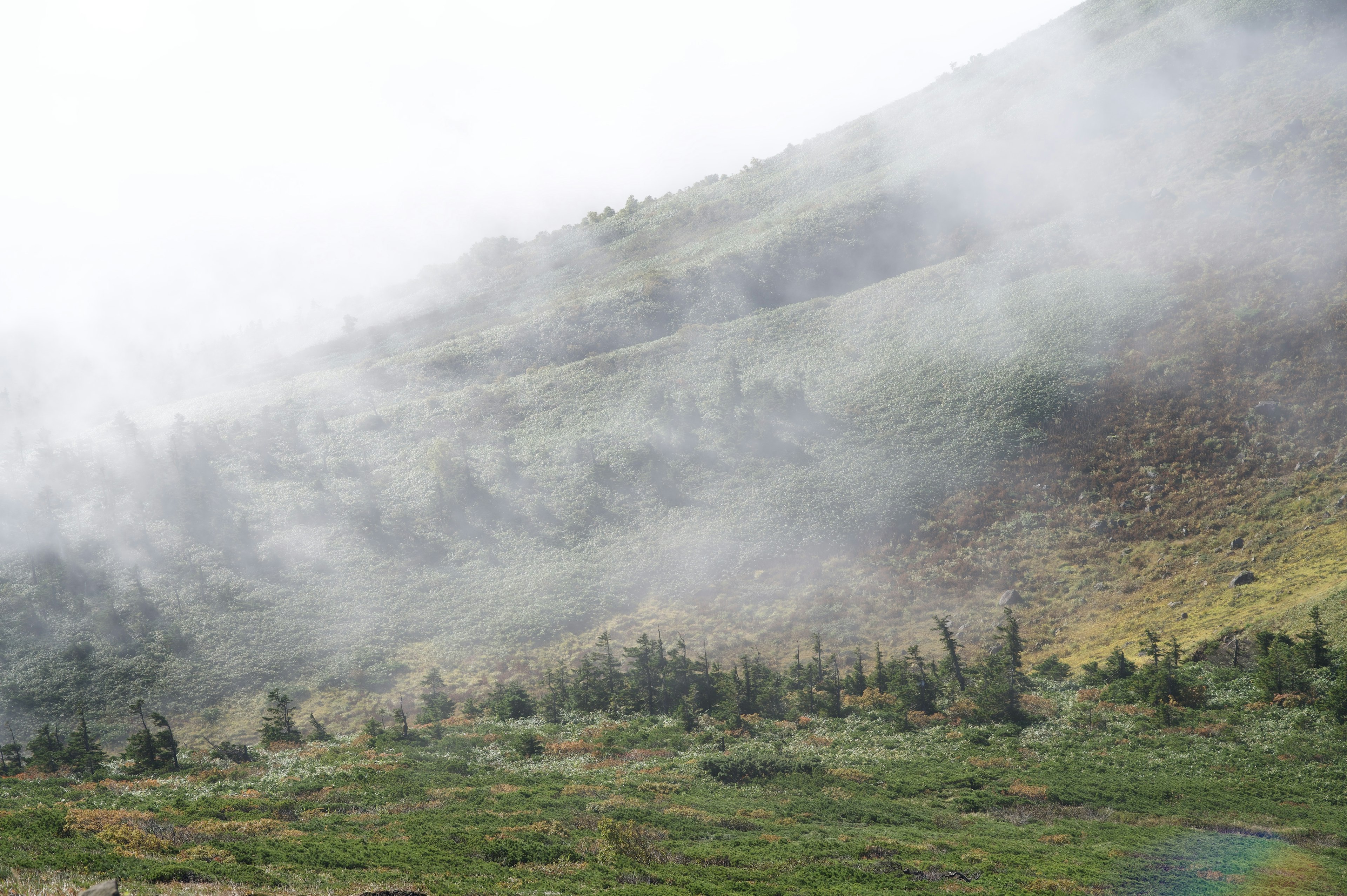 霧に包まれた山の風景 緑の草地と木々が見える