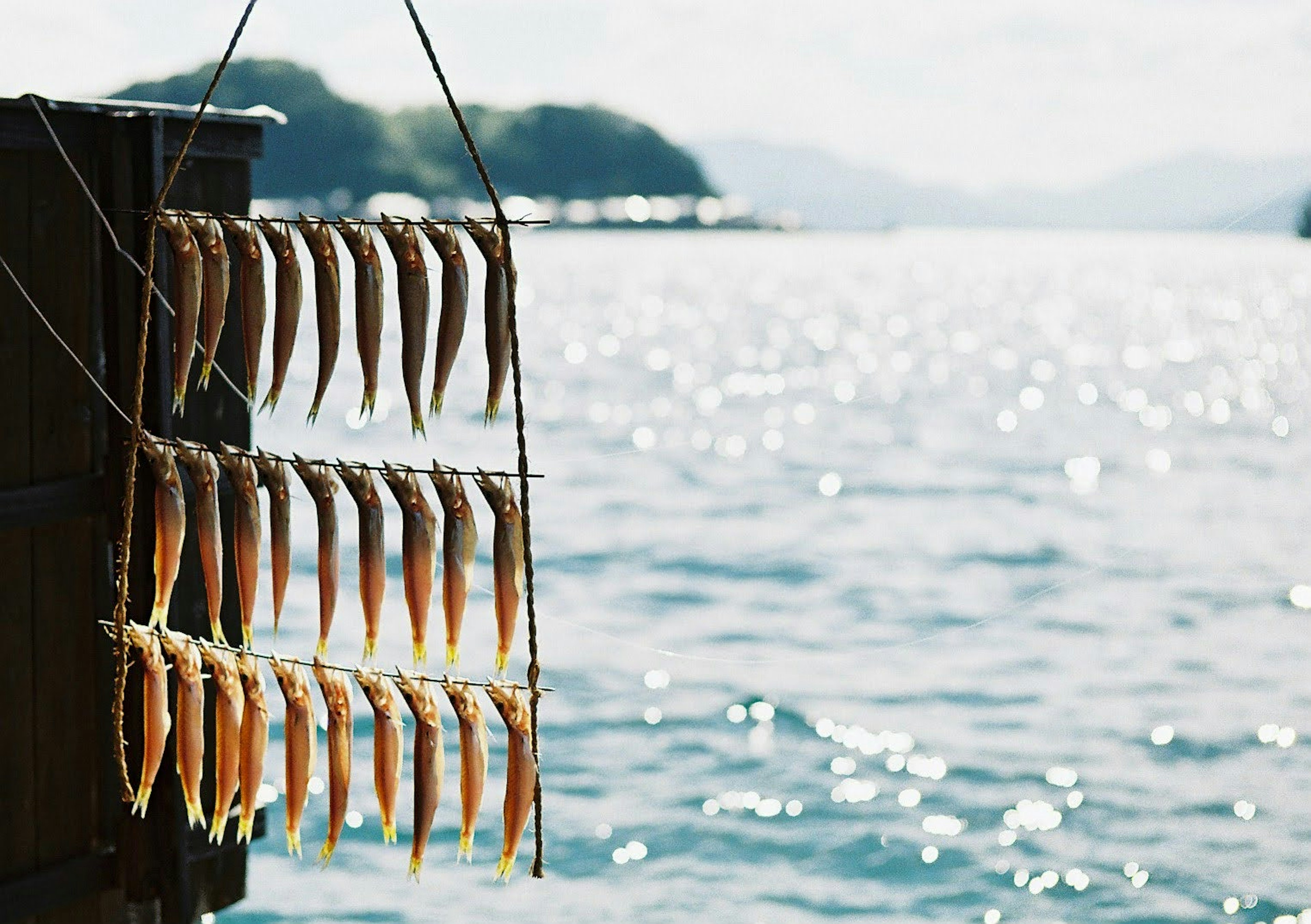 Una fila de pescado seco colgado cerca del océano con una superficie de agua brillante