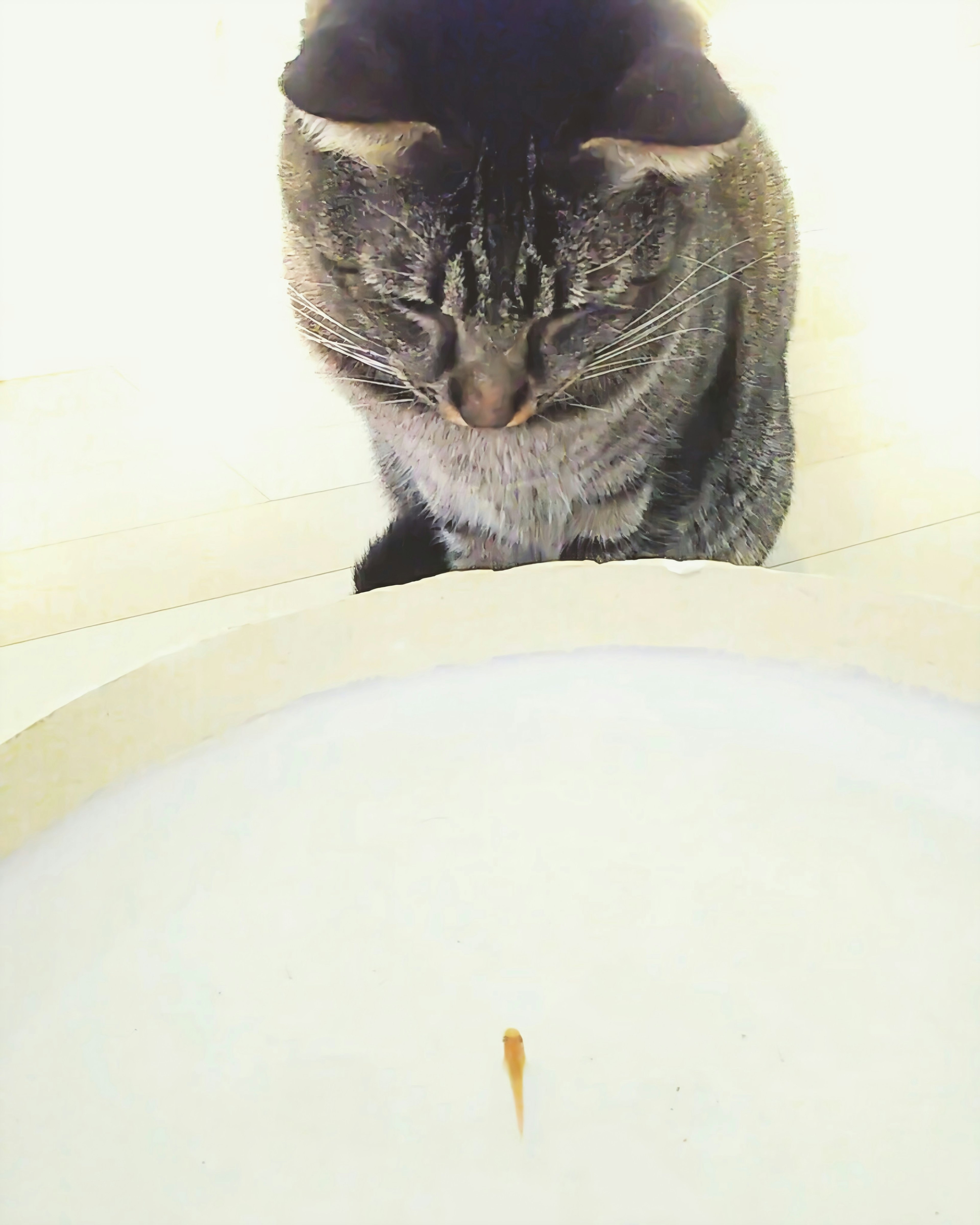 Gray cat intently watching a small fish in a bowl