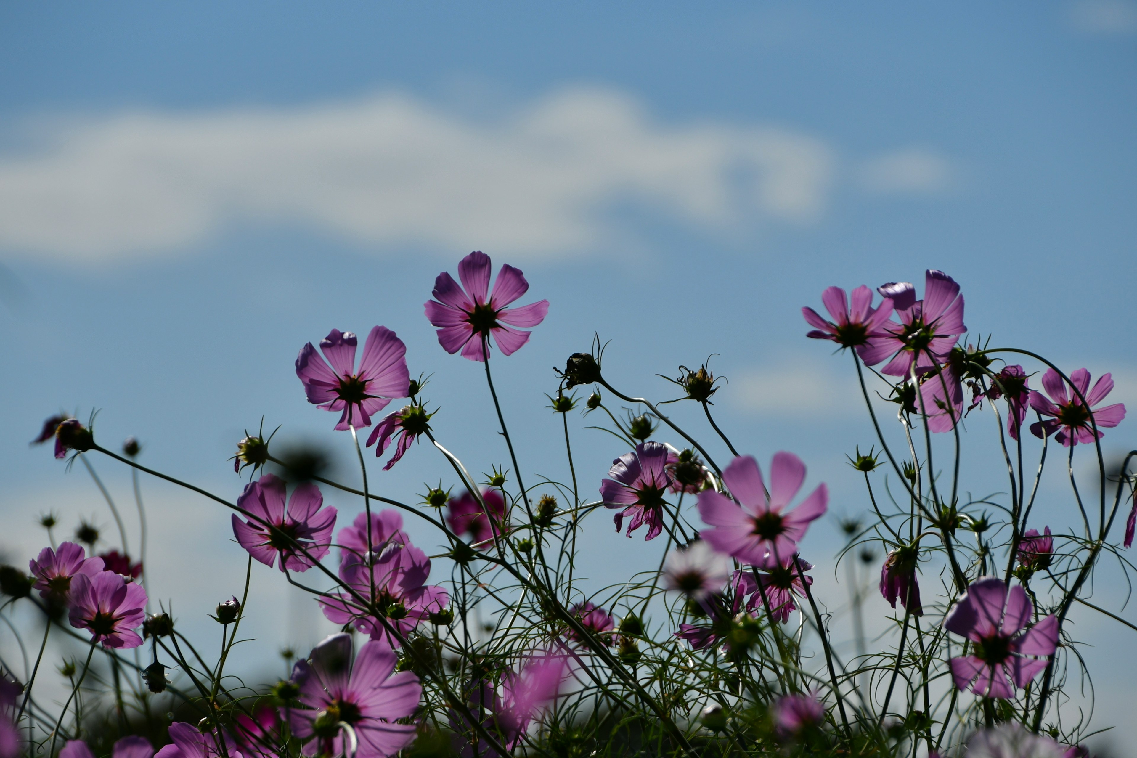 青空を背景にした紫色の花が咲いている風景