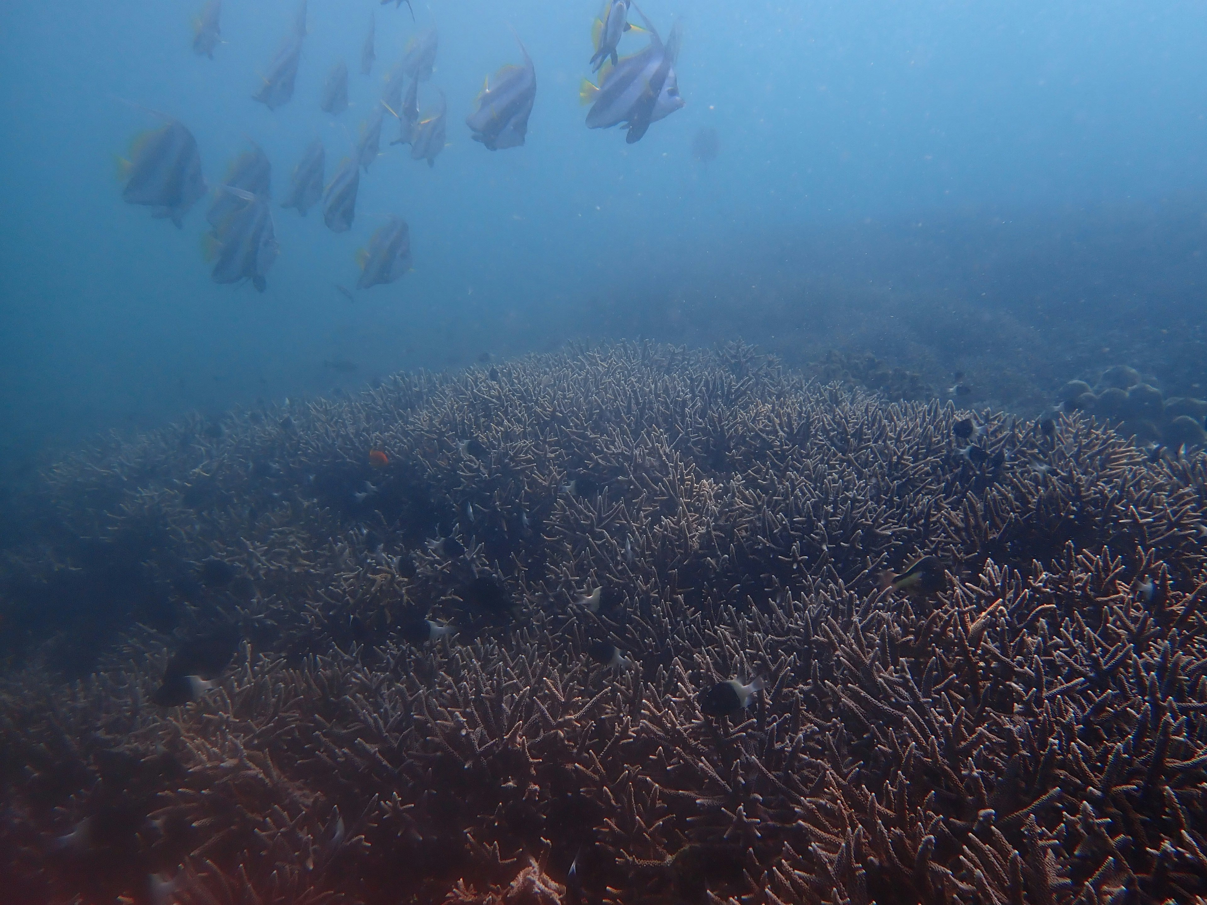 青い海の中にあるサンゴ礁とその上を泳ぐ魚の群れ