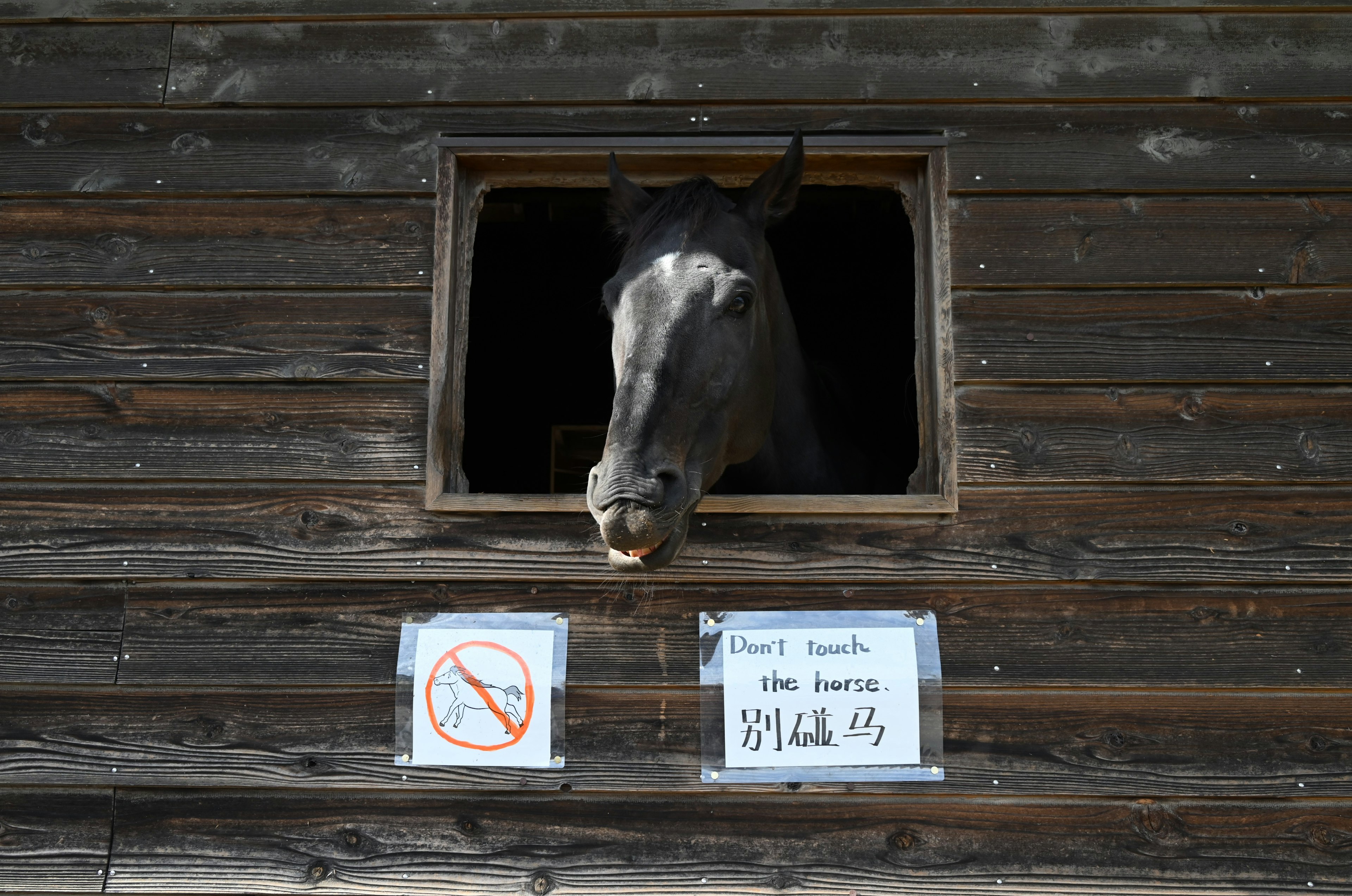 Ein Pferd, das aus einem Stallfenster schaut