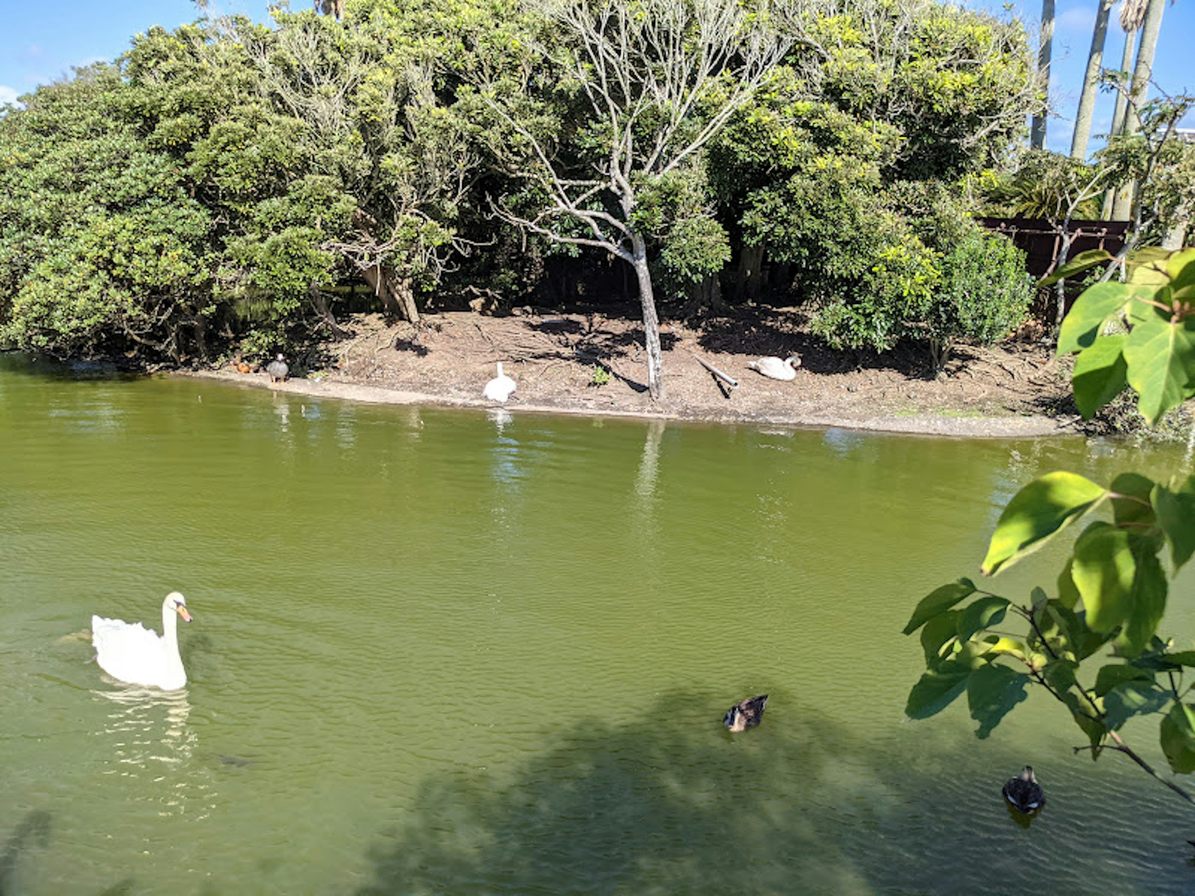 Escena de un estanque sereno con un cisne y patos nadando rodeados de exuberante vegetación