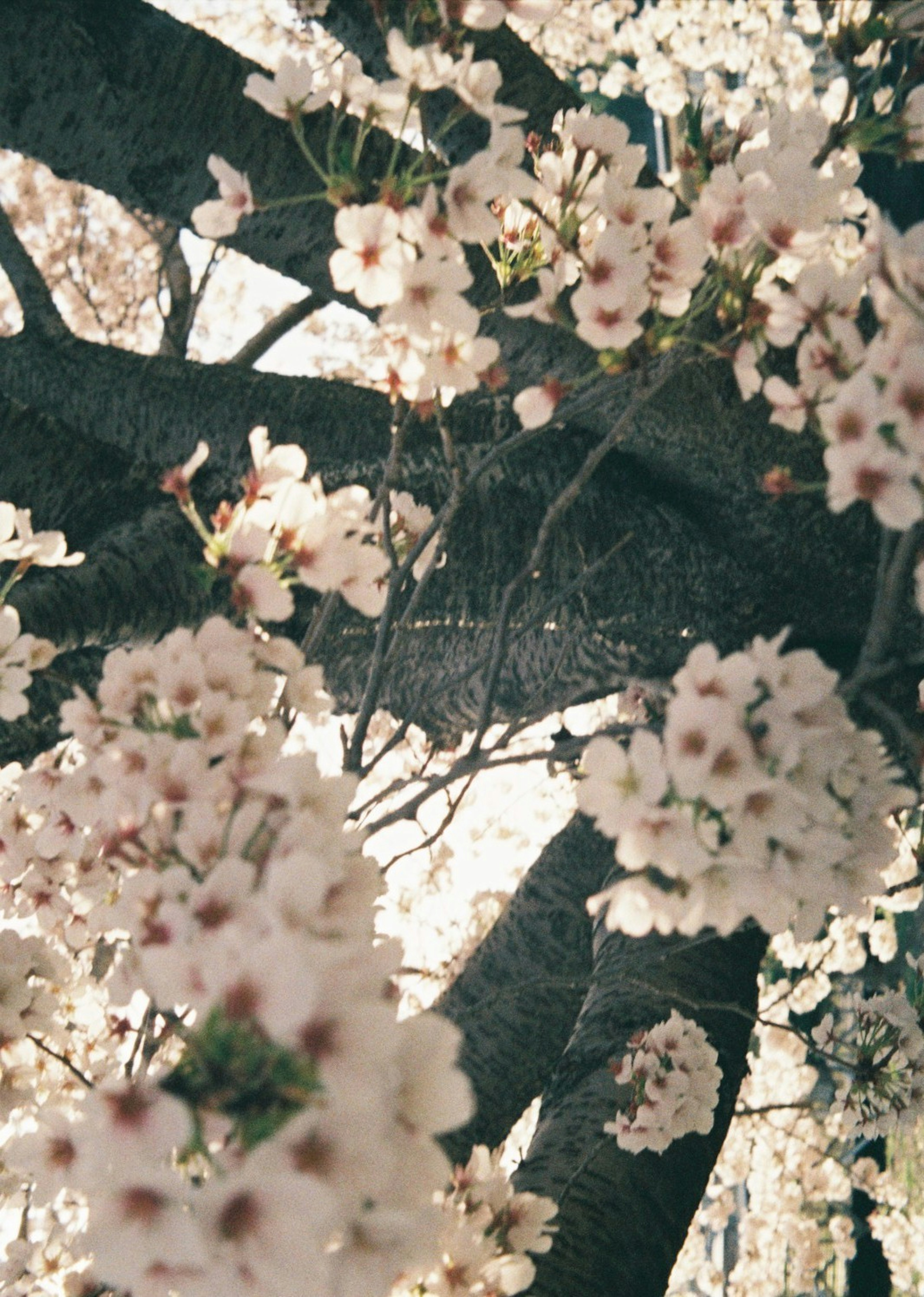 桜の花が咲いている木の枝のクローズアップ