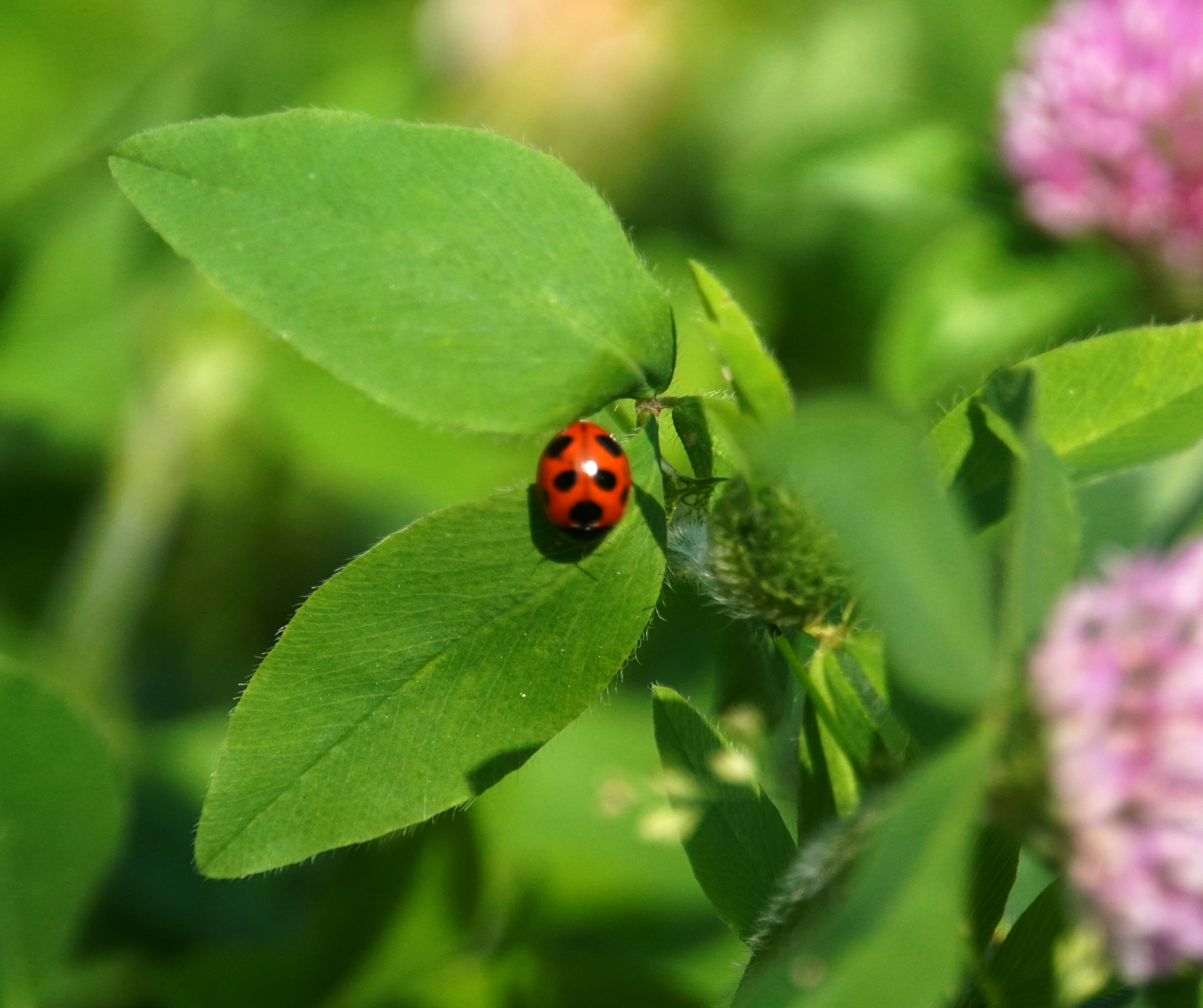 Primo piano di una coccinella rossa su foglie verdi