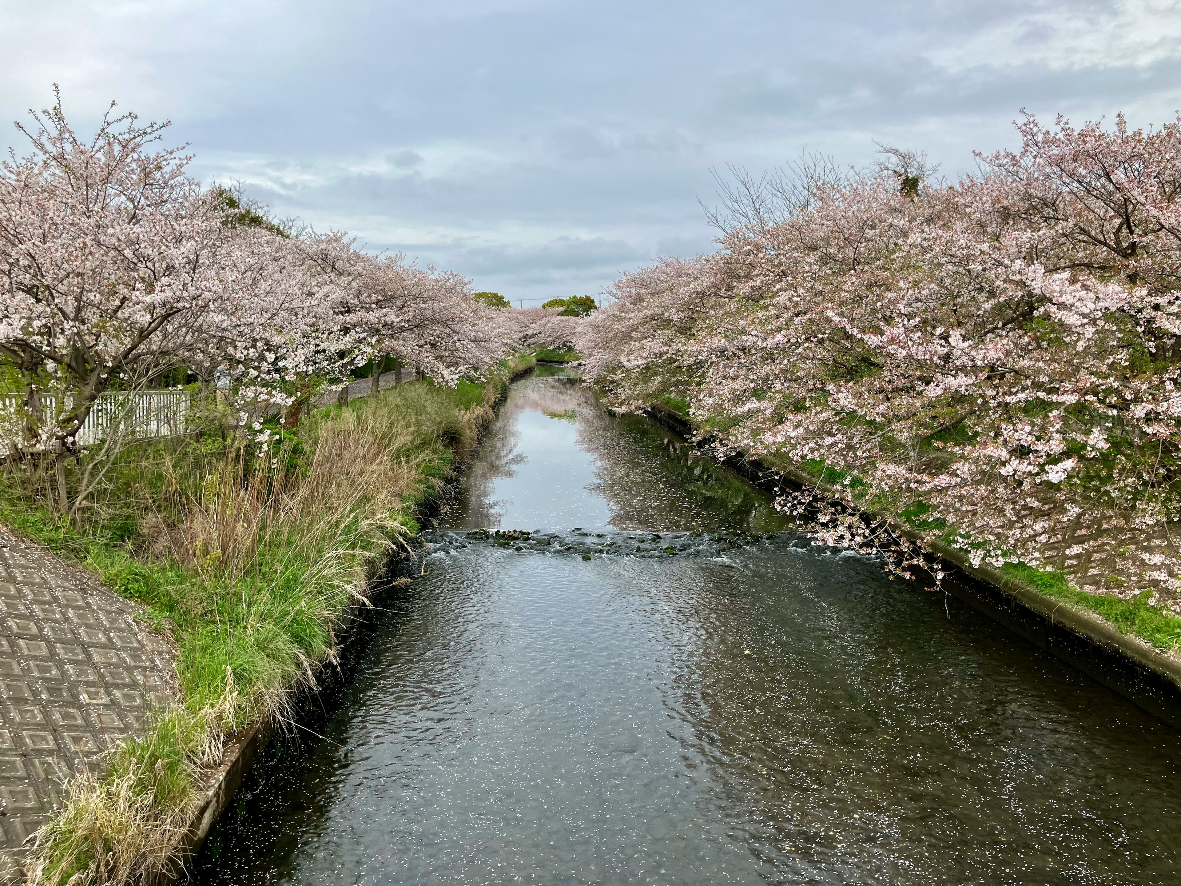 桜の木に囲まれた静かな小川の風景