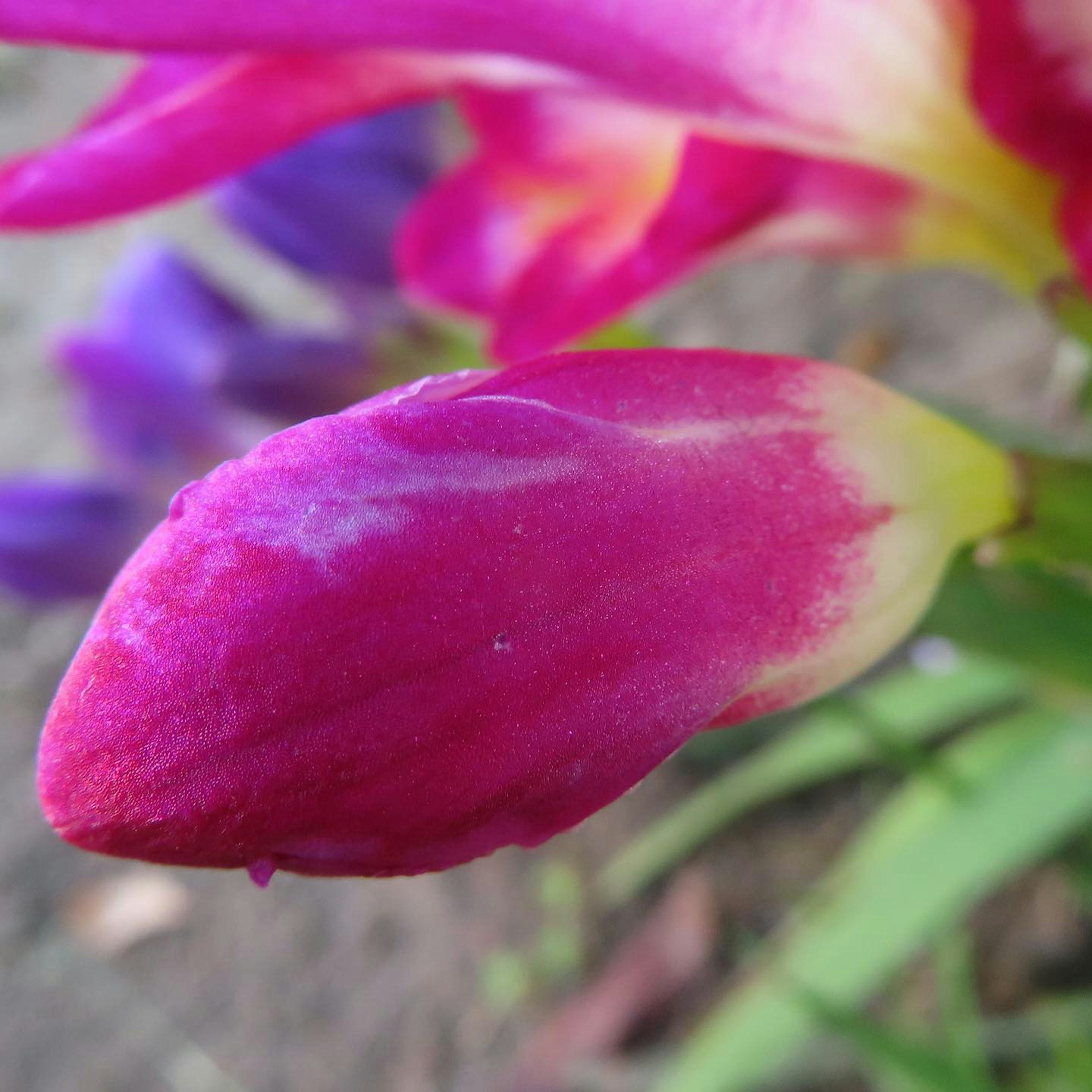 鮮やかなピンクの花のつぼみが緑の葉の間から見える