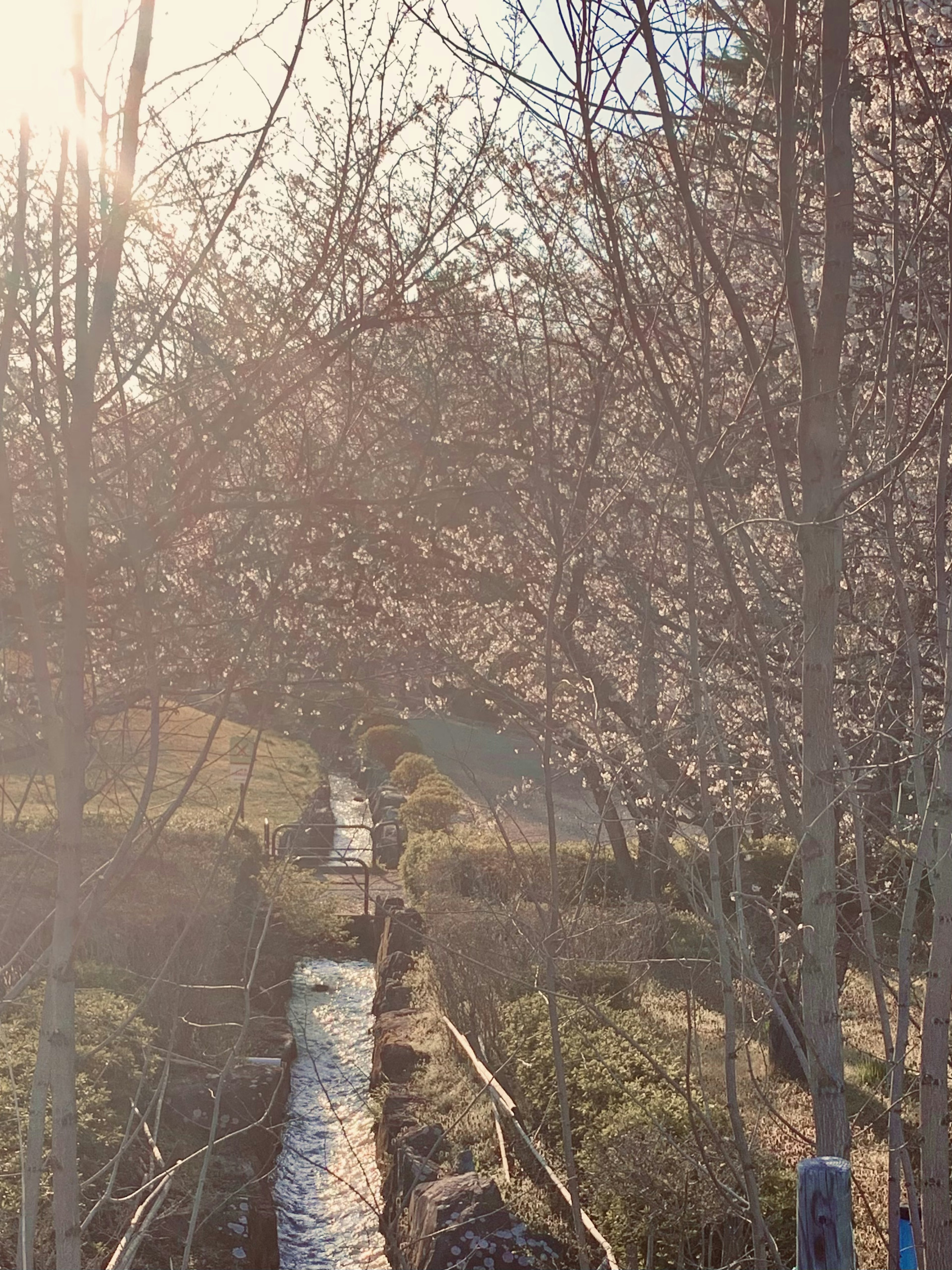 Sendero iluminado por la luz de primavera con cerezos en flor