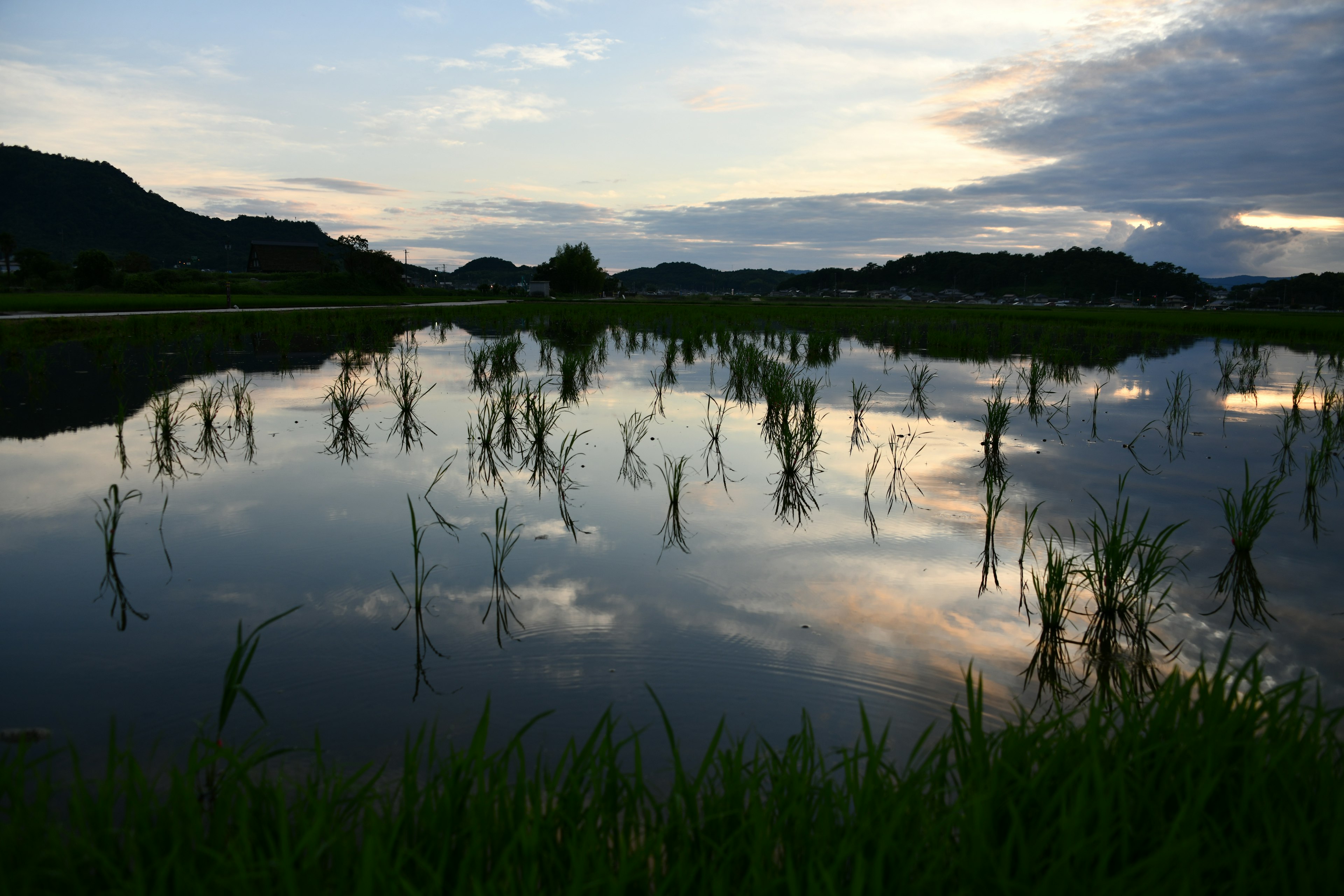 水田に映る空と山の風景 藁のような稲が水面から伸びている