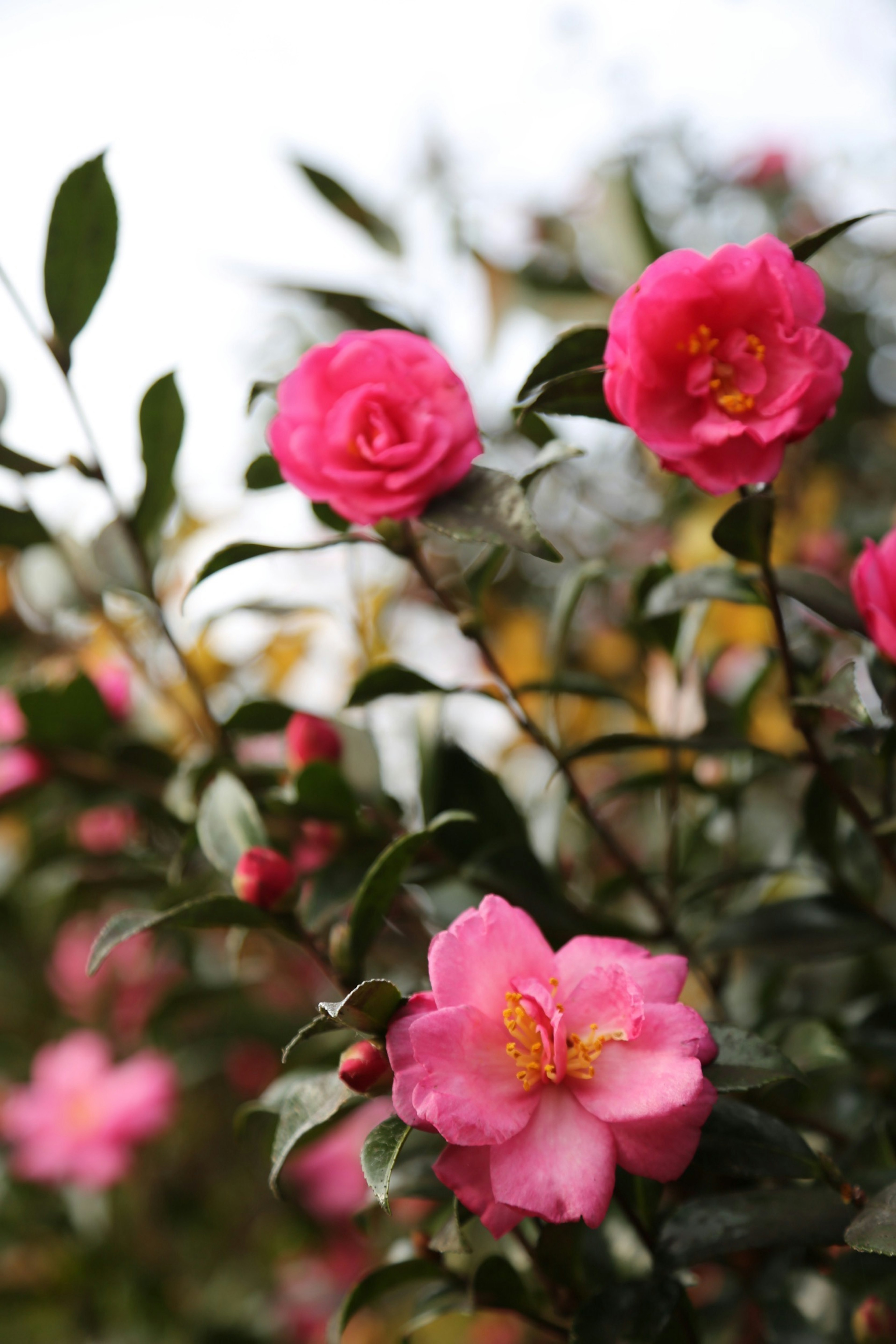 鮮やかなピンクの椿の花と緑の葉が美しい背景を形成している