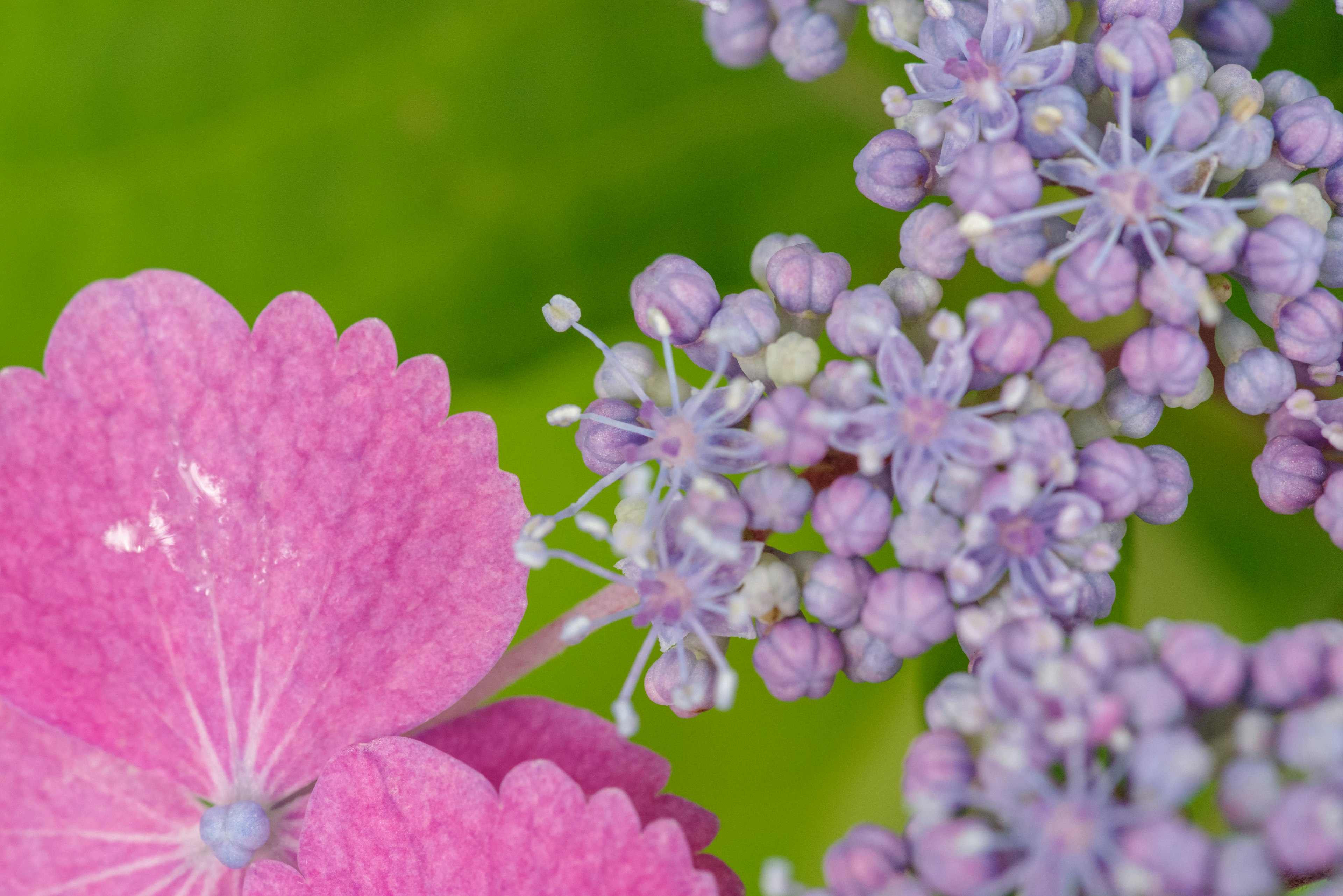 Close-up kelopak bunga hydrangea dan bunga kecil dengan nuansa pink dan ungu di latar belakang hijau