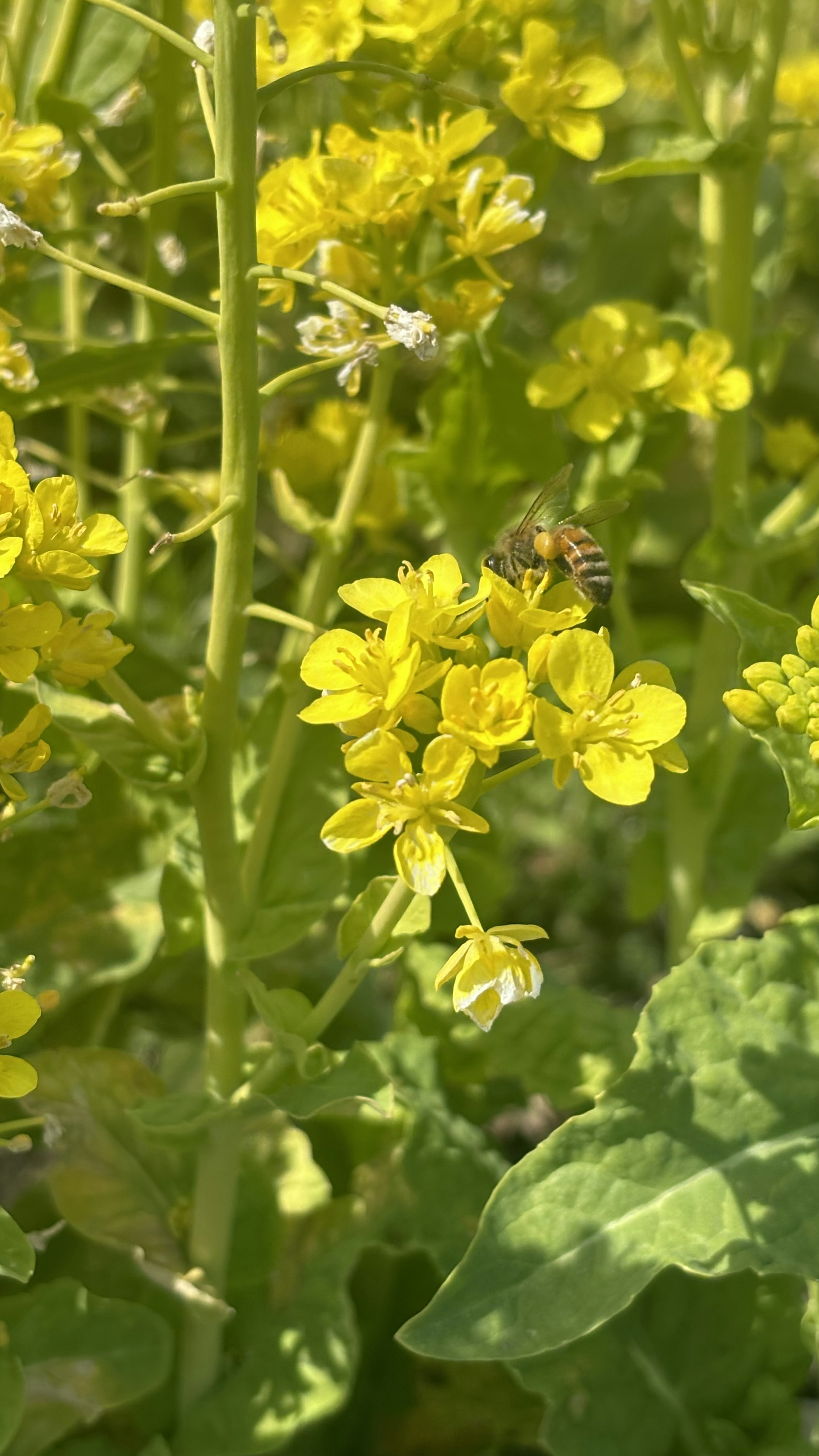 Nahaufnahme von gelben Blumen mit einer Biene auf einer Pflanze