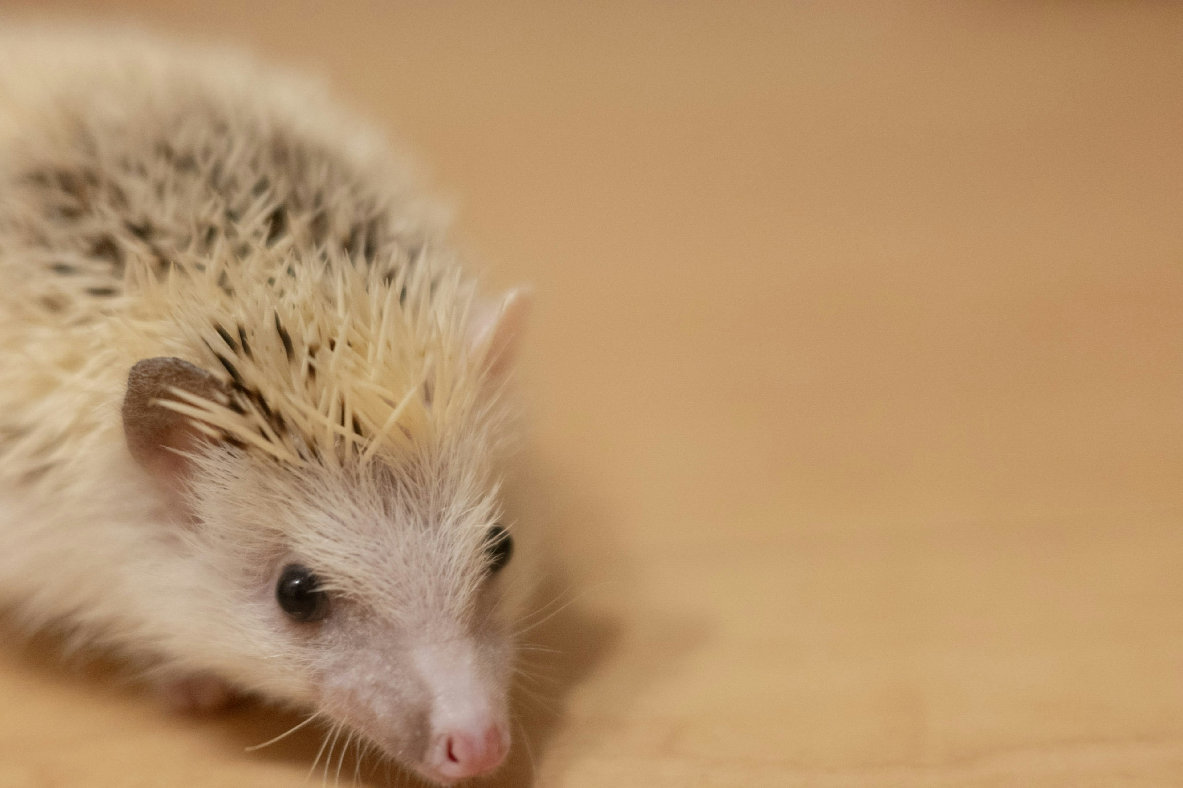 Un petit hérisson sur une table en bois