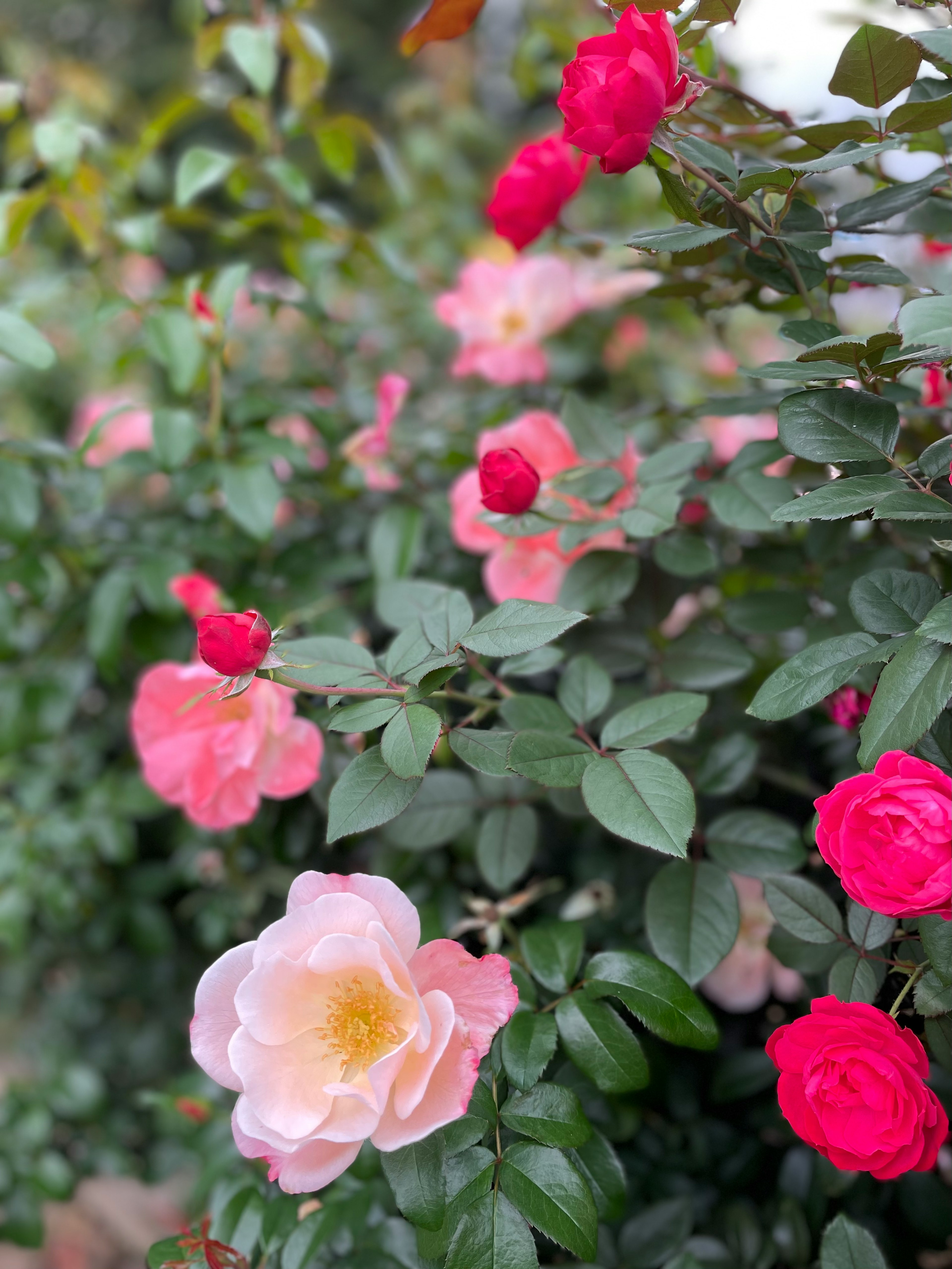 Eine lebendige Gartenszene mit blühenden rosa und weißen Rosen